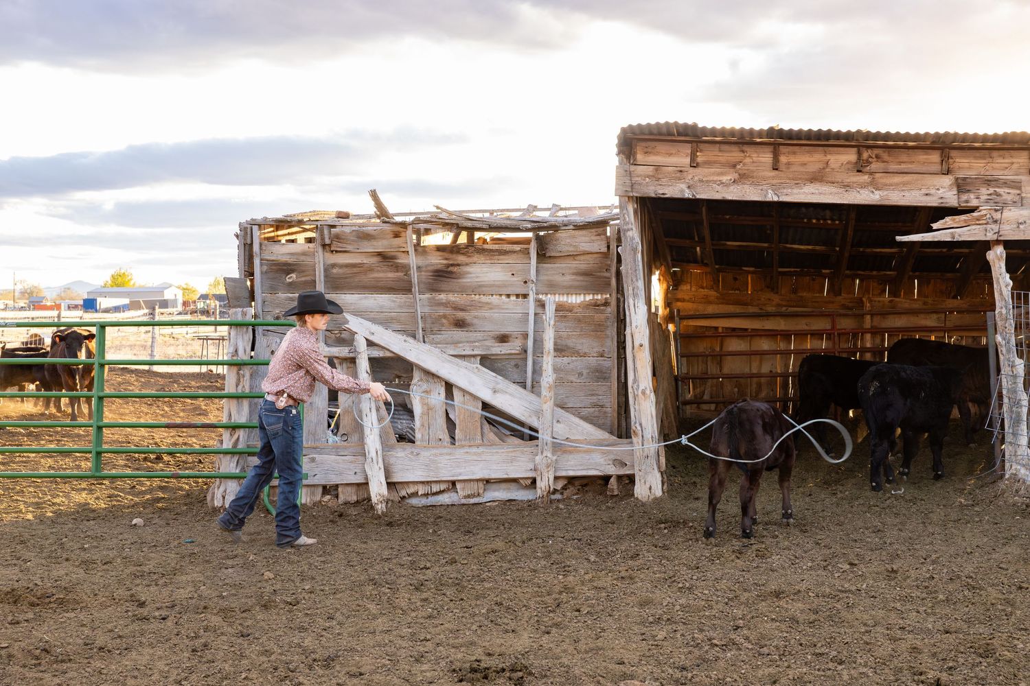 A senior boy is roping a calf on his family ranch during his Senior Photoshoot in Cedar City, Utah.