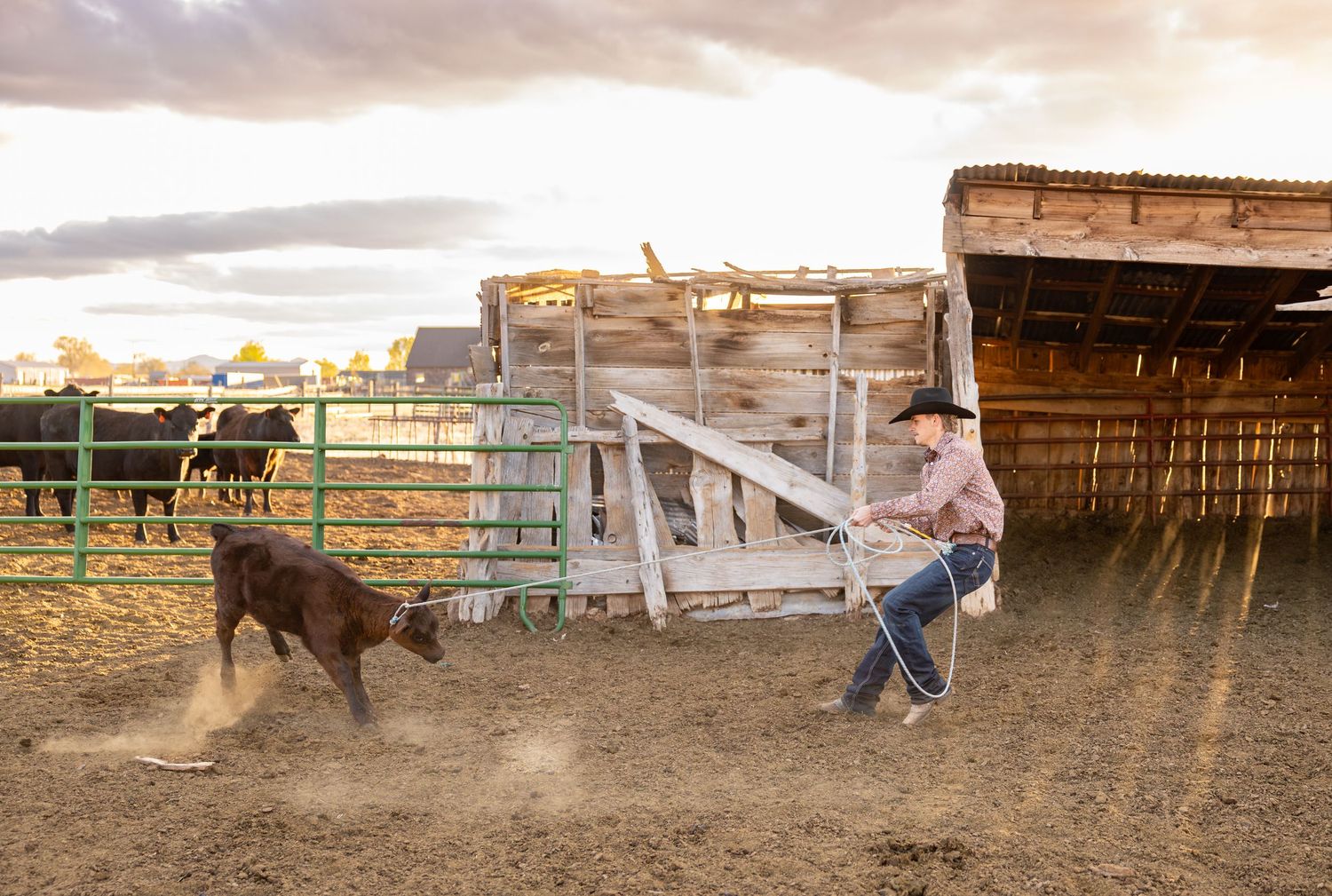 A senior boy is roping a calf during his senior photoshoot in Southern Utah.