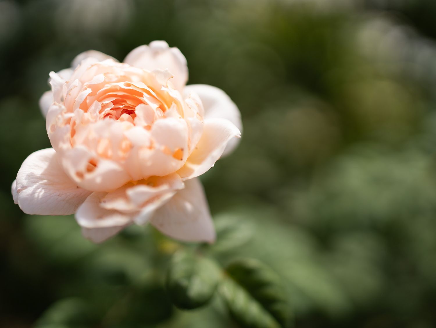 Delicate peach-colored roses bloom in soft focus with blurred green foliage in the background.