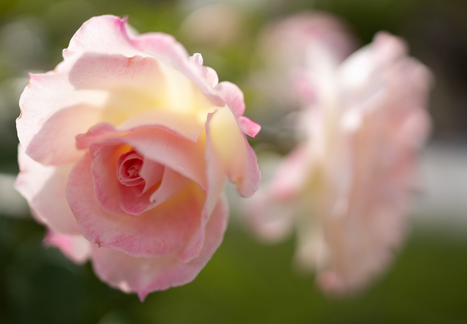 A row of delicate pink roses with soft petals bloom against a blurred green background.