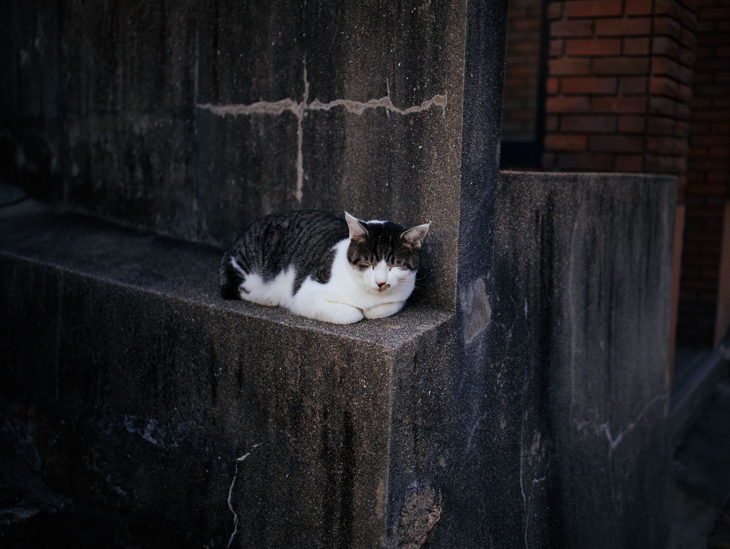 Black and white cat resting on a dark concrete ledge or wall.