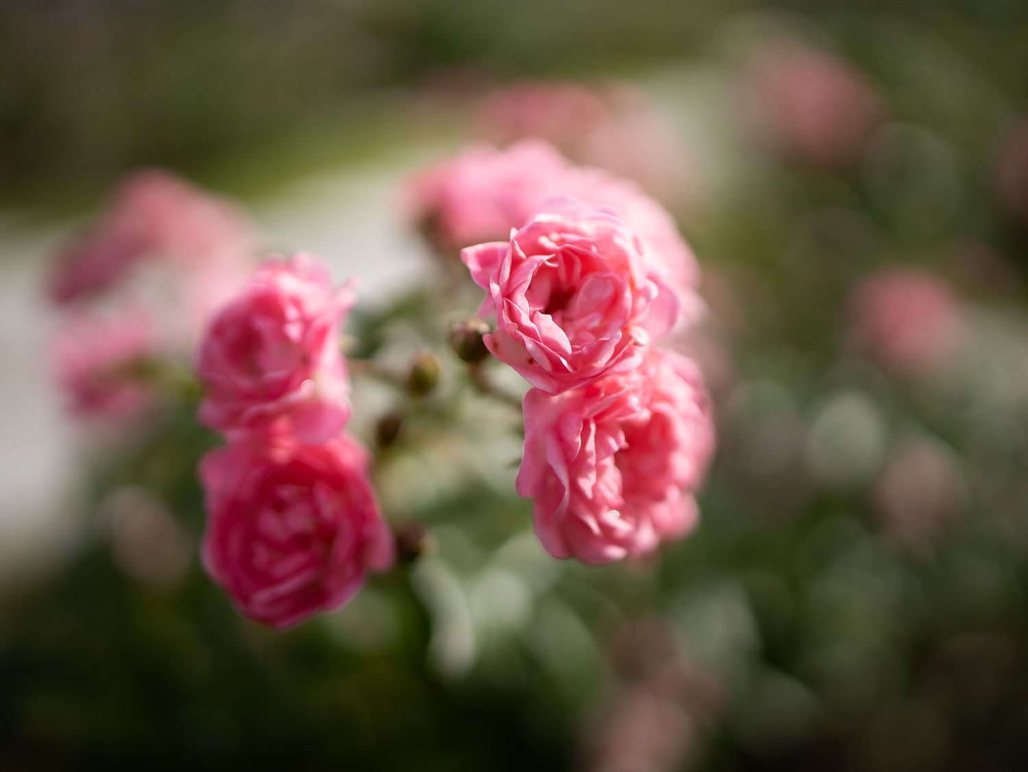 Close-up of pink roses with soft bokeh effect in garden setting.