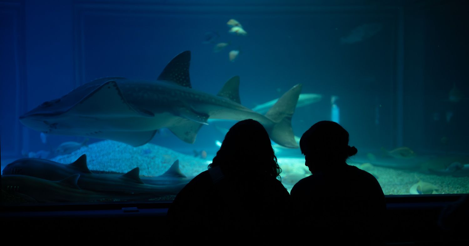 Silhouettes of sharks swimming in dark blue aquarium waters.