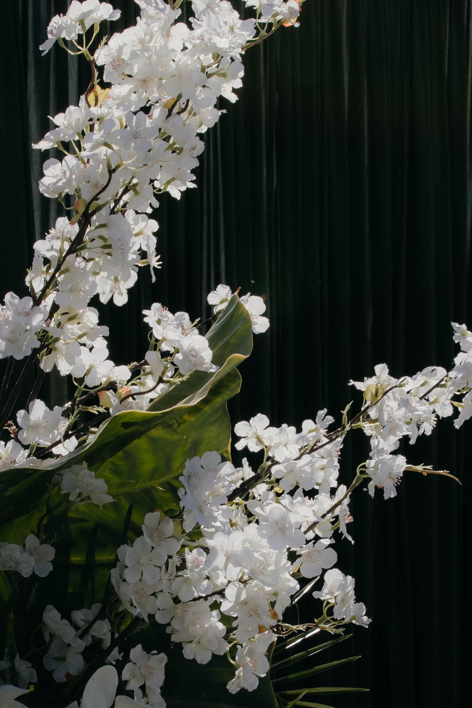 Elegant white orchid blooms cascade against a dark background creating dramatic contrast in natural lighting.