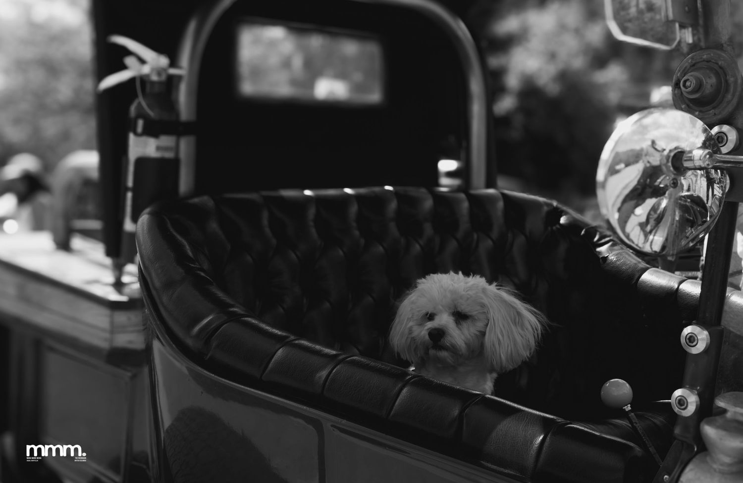 Fluffy white poodle sitting in vintage car seat, black and white photo.