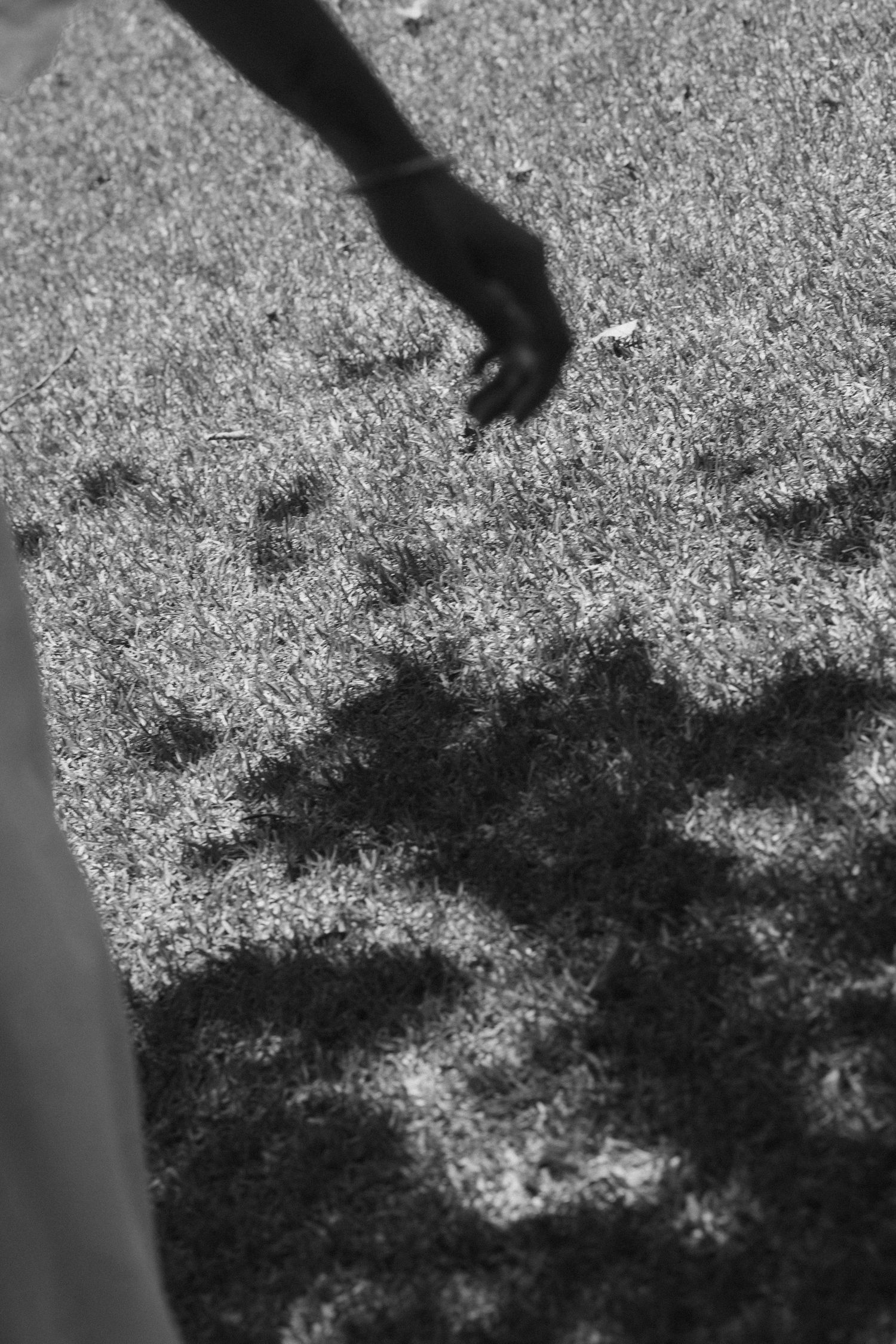 Black and white artistic photo of a hand reaching toward grass with a tree shadow below.