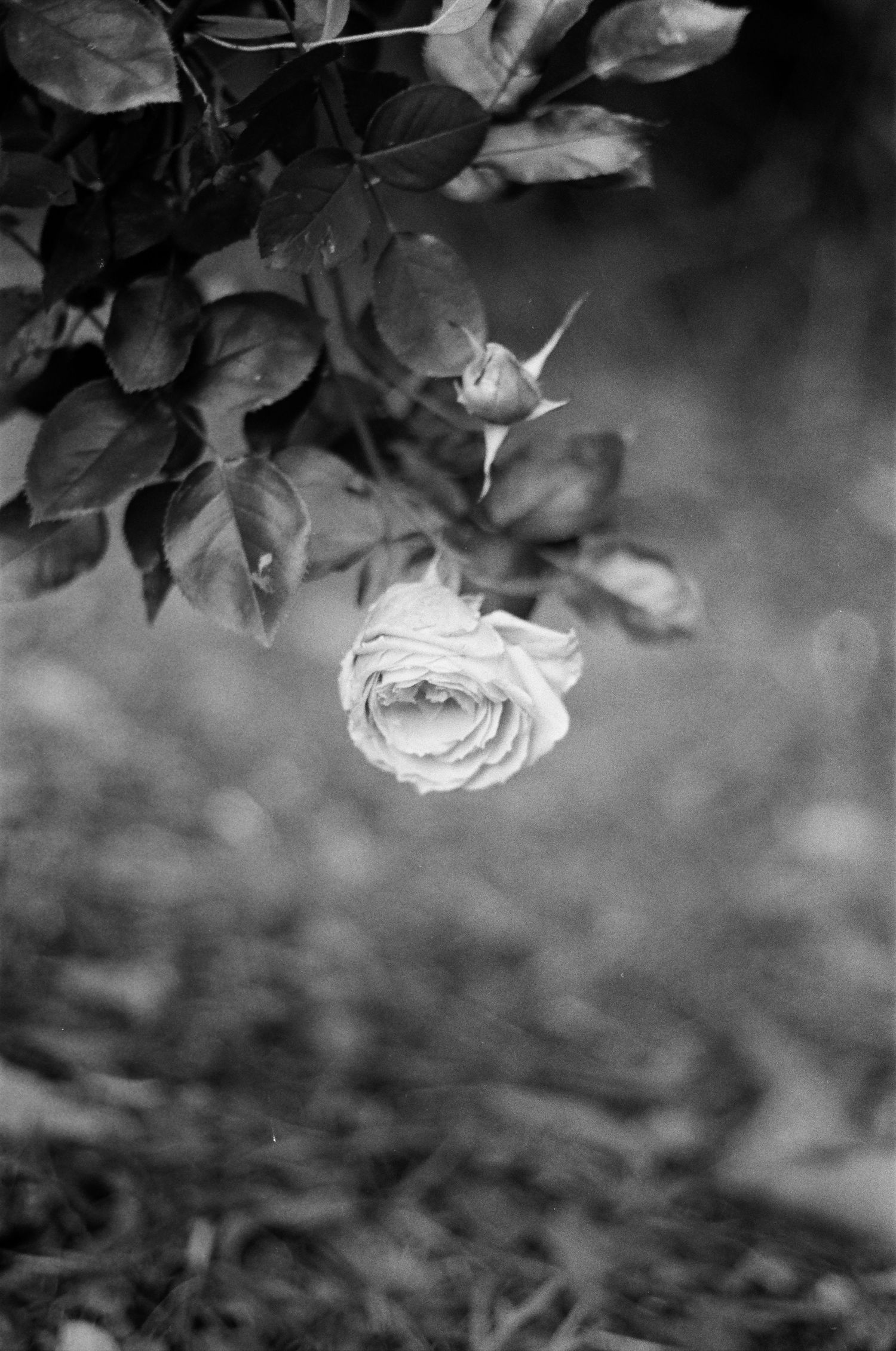 Black and white close-up of a single white rose bloom hanging from a bush with dark leaves.