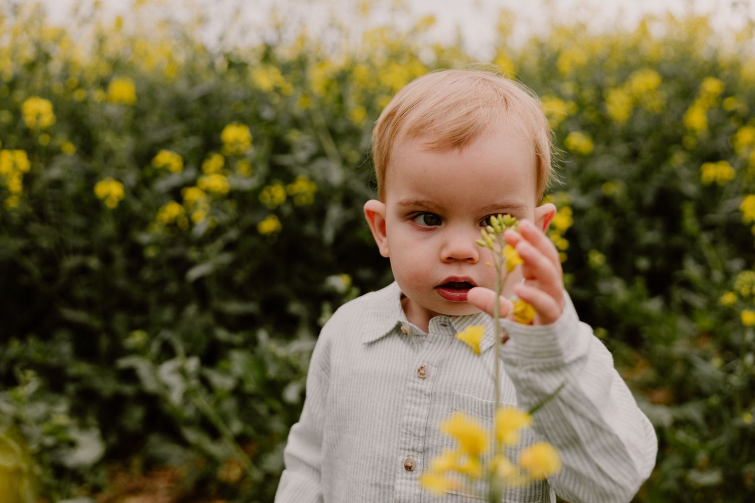 Toddler boy holding a yellow flower in a field of blooming rapeseed plants outdoors.