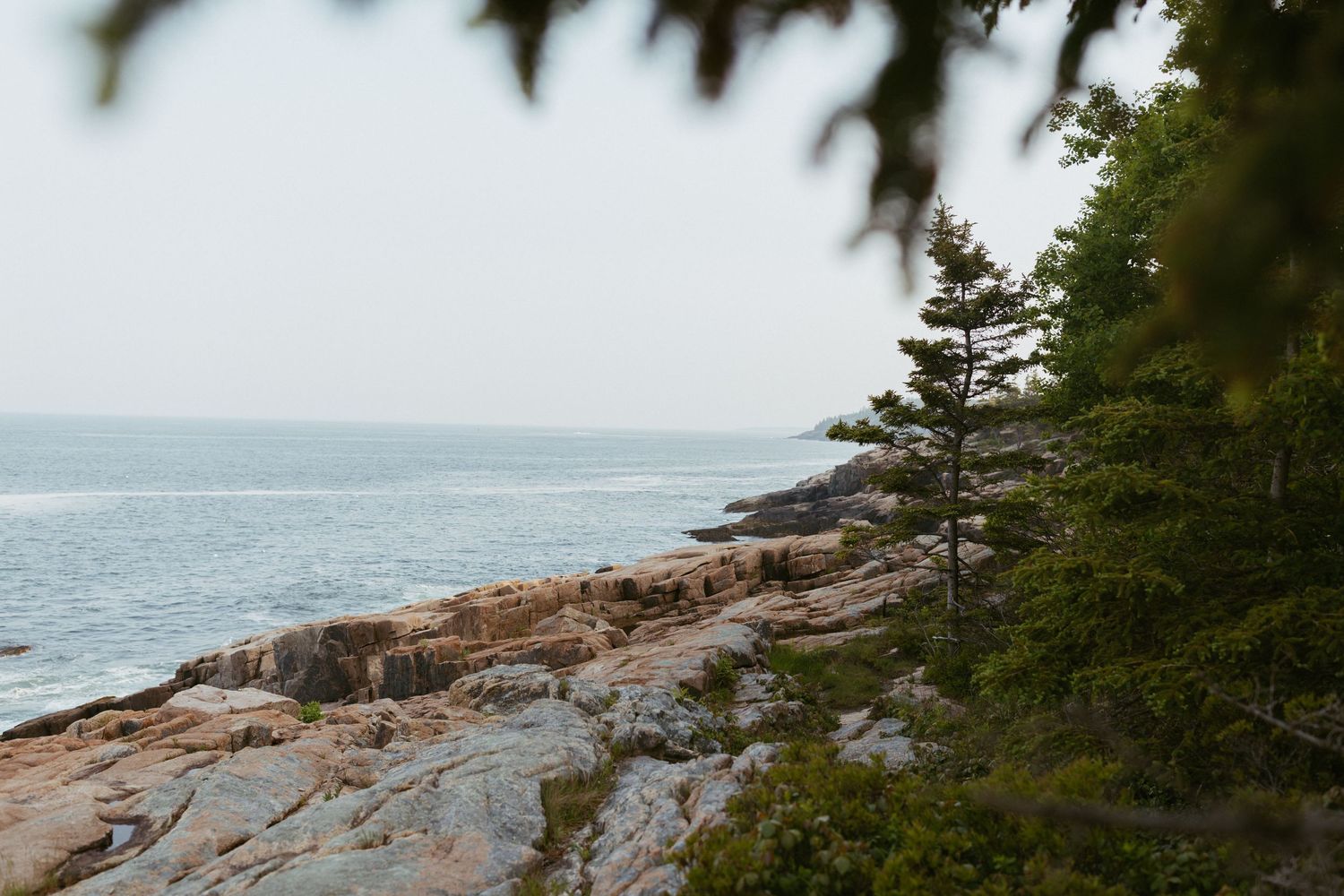 Rocky coastline with evergreen trees framing a calm ocean view on an overcast day.