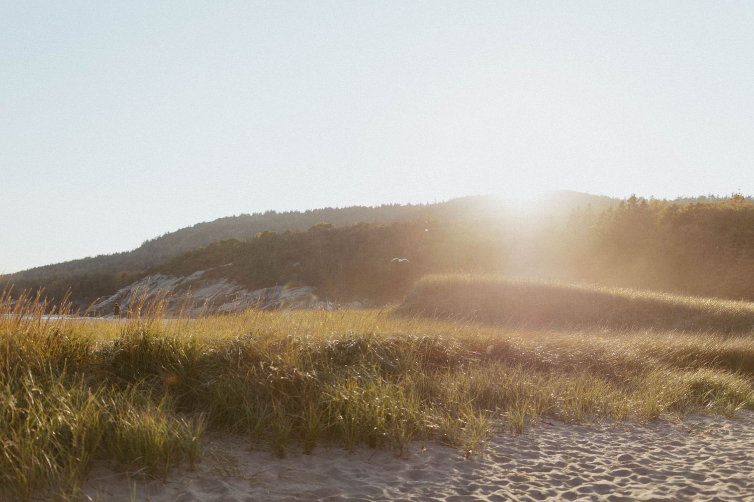 Golden sunset light glowing over sandy dunes with tall grass near a coastal hillside.