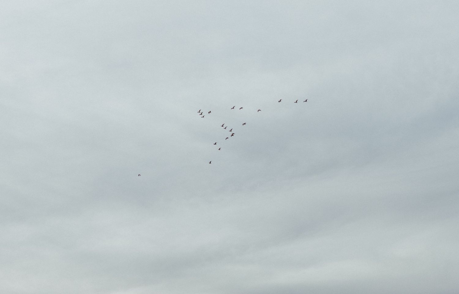 Flock of birds flying in formation against a cloudy gray sky.
