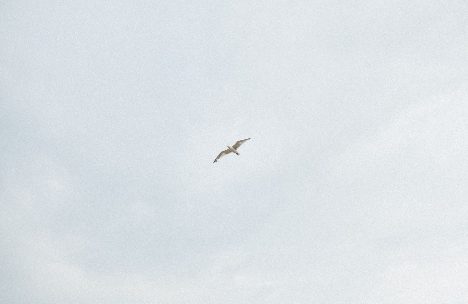 A lone seagull soaring gracefully through a pale blue cloudy sky.