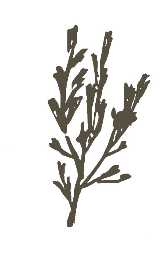 Hand-drawn botanical illustration of a wild sage branch in dark olive green ink.