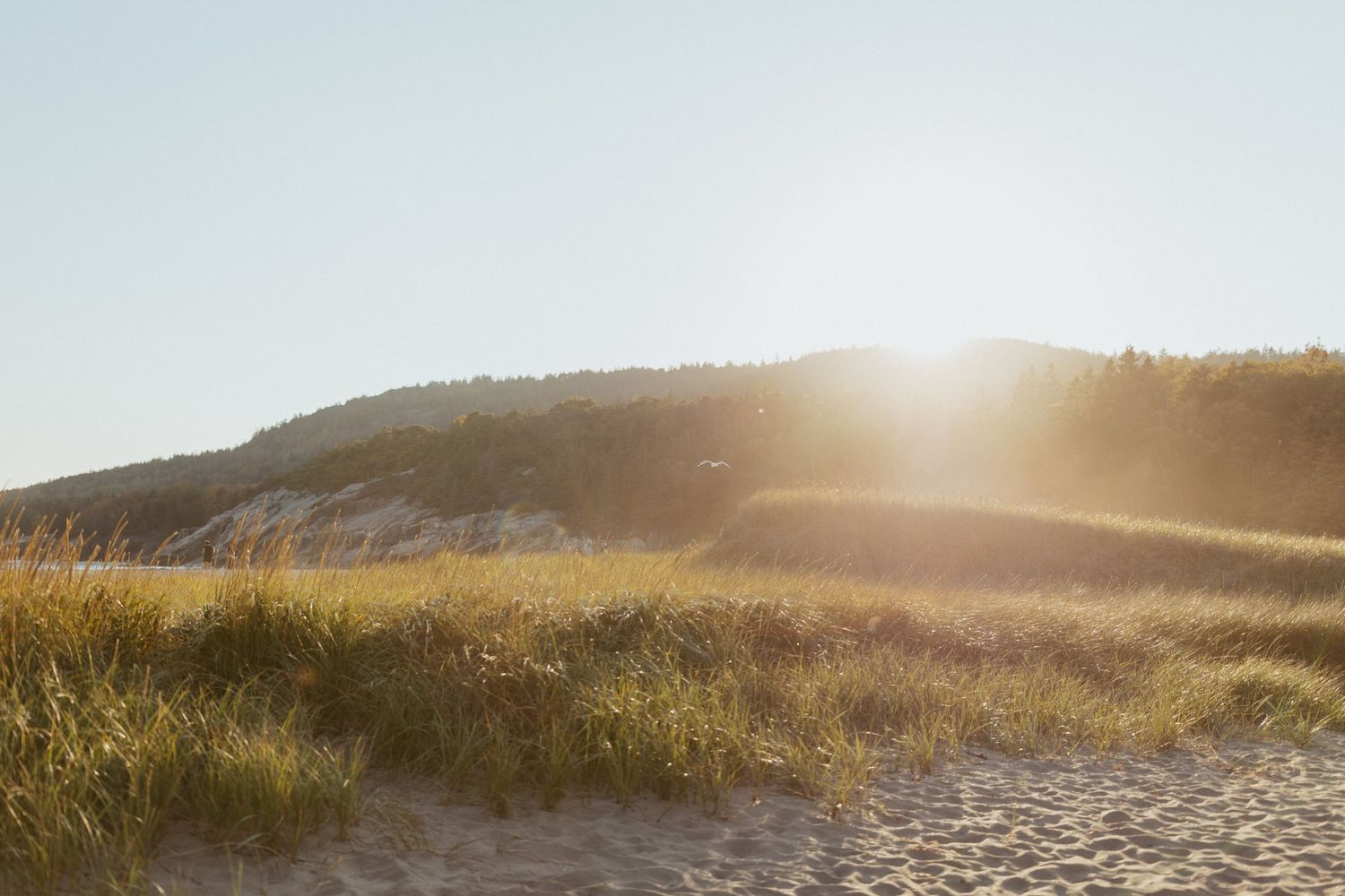 Sandy beach path leading to grass-covered dunes with bright sunlight over a hillside.