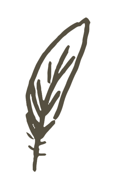 Hand-drawn feather illustration in olive green ink with detailed quill and barb texture.