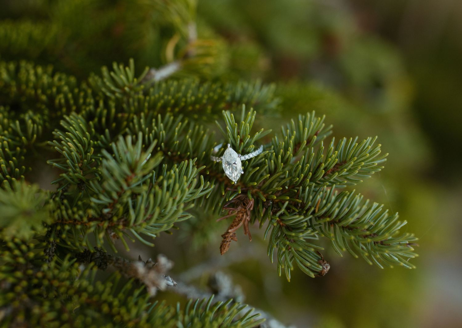 Diamond engagement ring resting delicately on green pine tree branches outdoors.