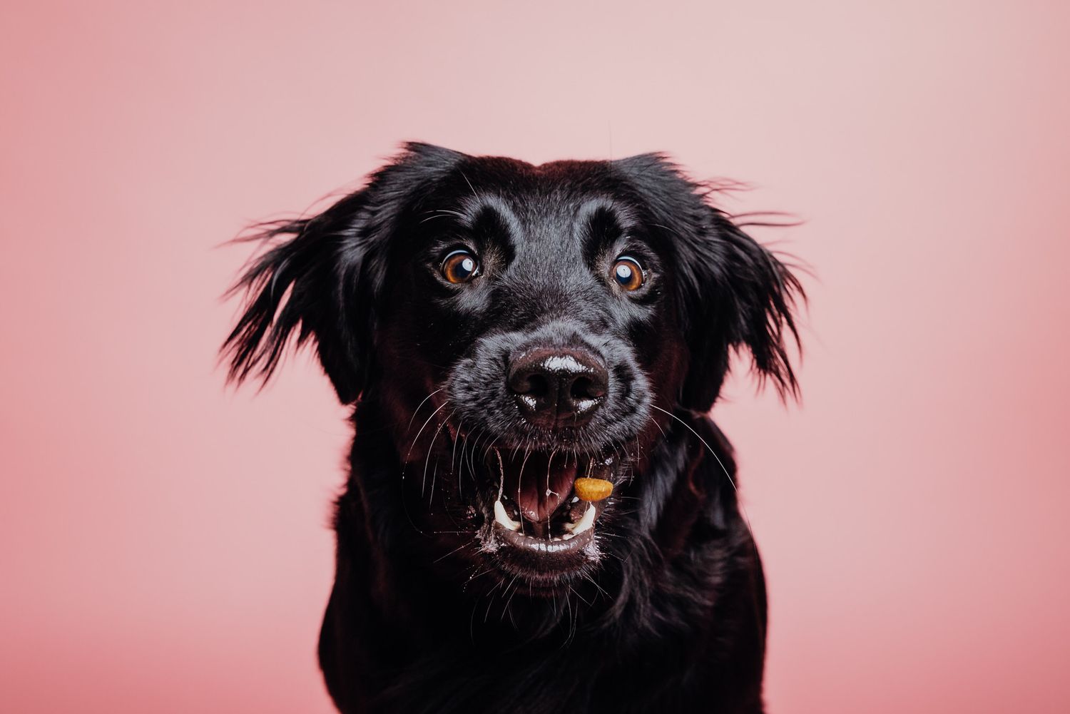 Hunde Portrait Schnappfoto von Janec B. Fotografie im Studio in Bad Wörishofen