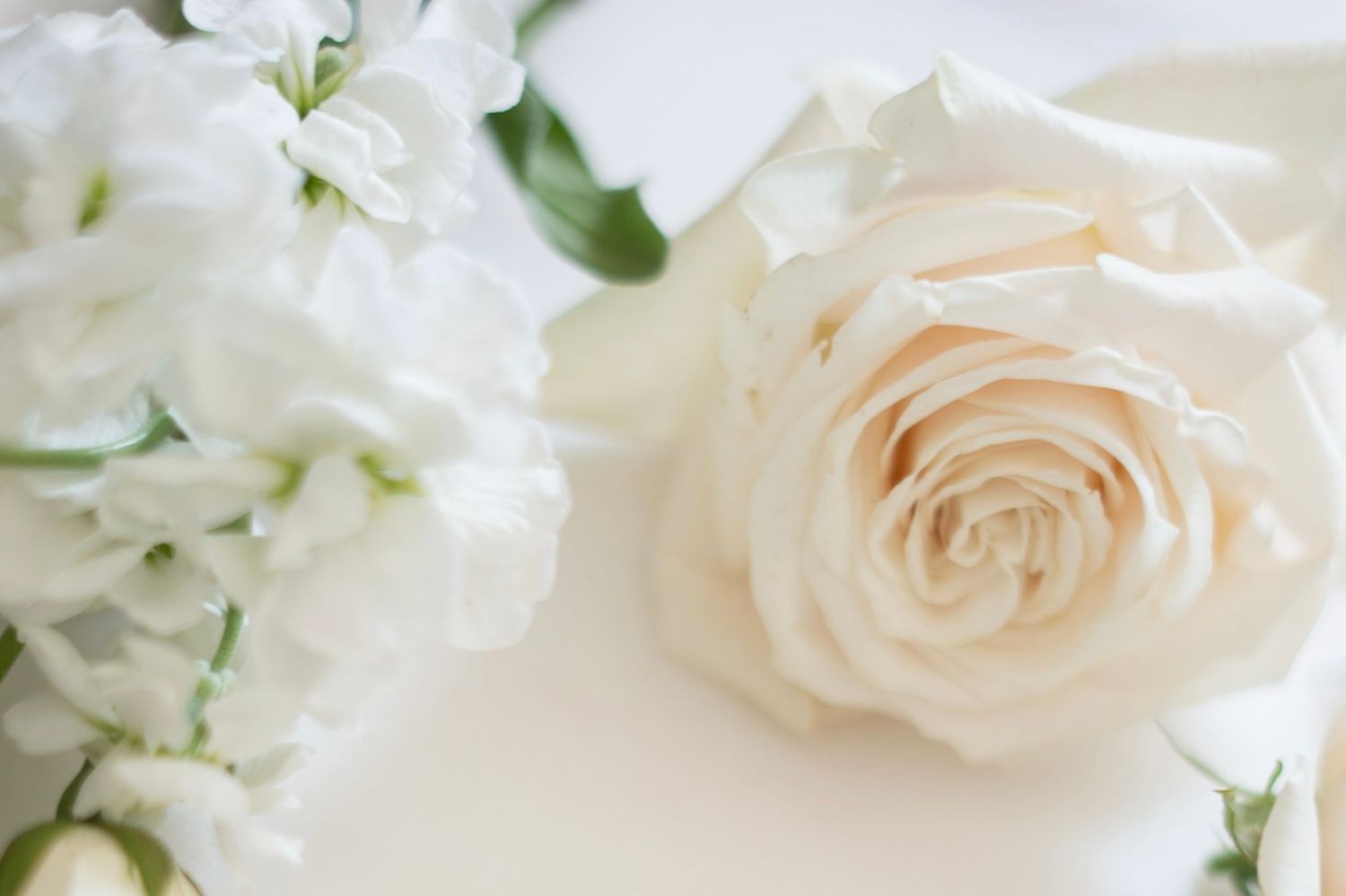 Delicate white roses and carnations create an elegant floral arrangement with soft peach accents.