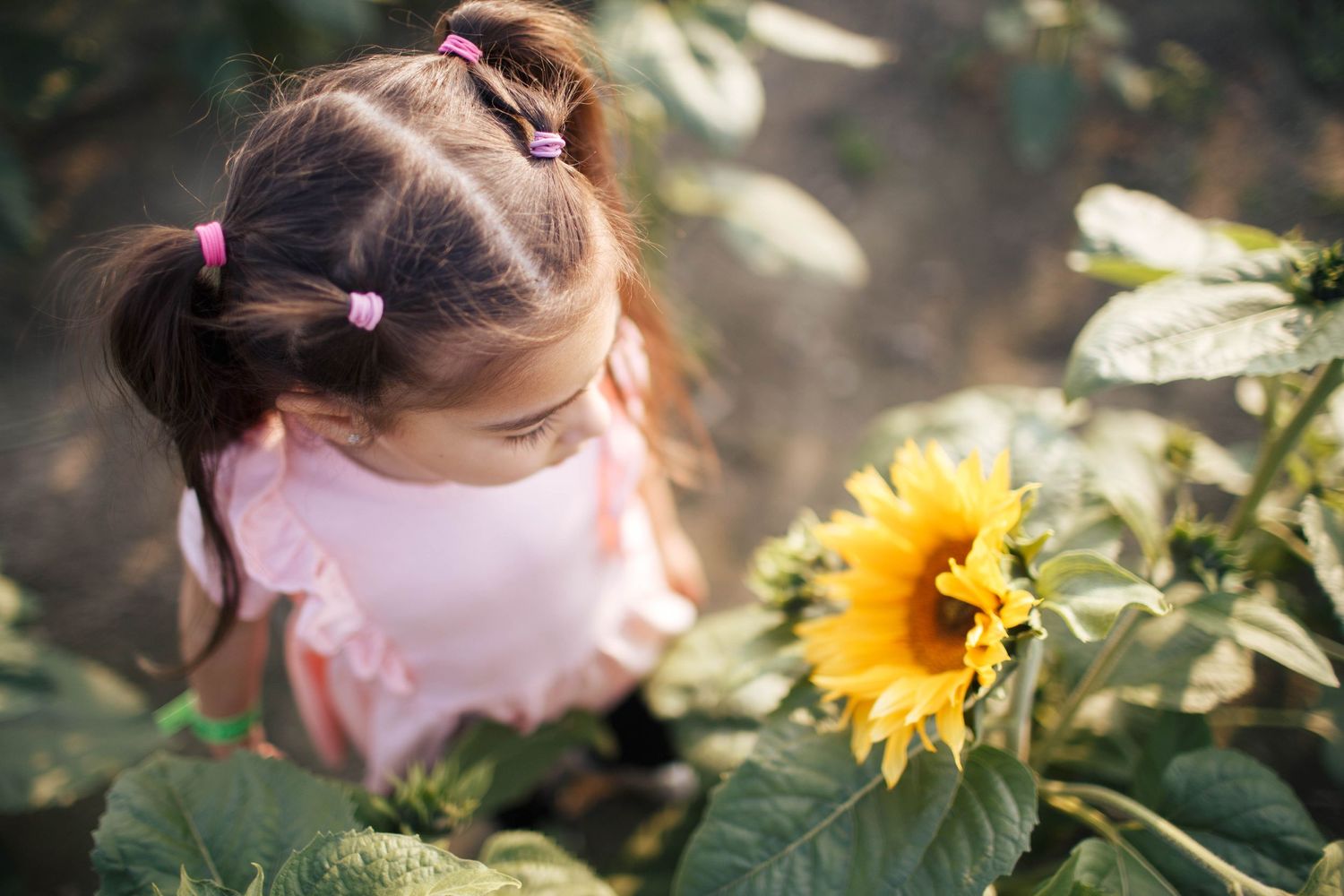 Everett family photographer: A young girl stands near a sunflower at a family photo shoot in Stocker Farms Snohomish WA