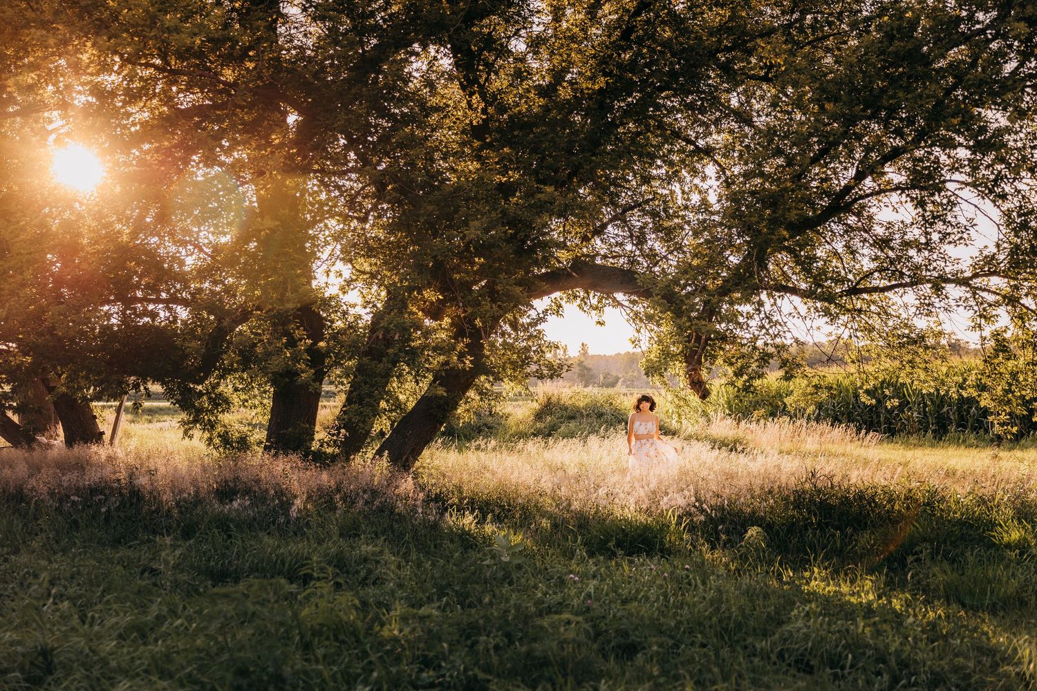 Scenic sunset through trees in a meadow with golden light filtering through branches.