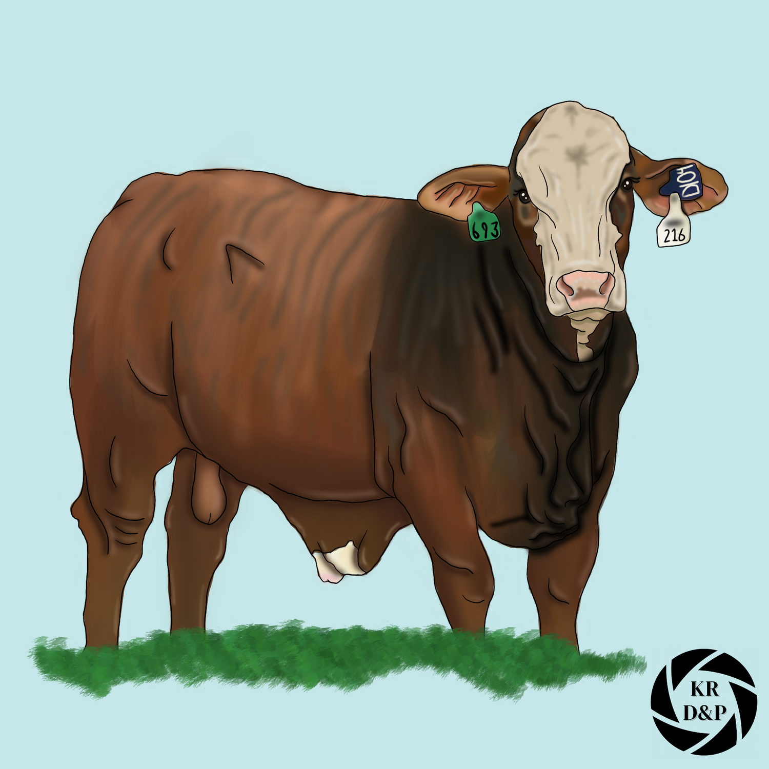 Illustration sequence showing brown cattle grazing in a pasture with ear tags.