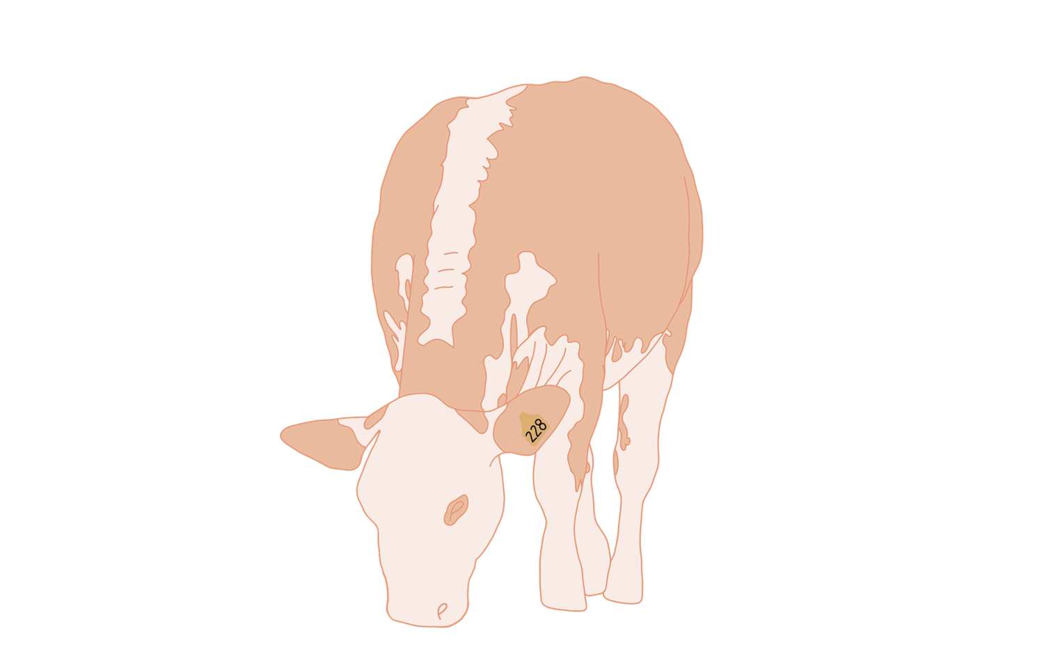 Simple silhouette illustrations of pink cows in a row.