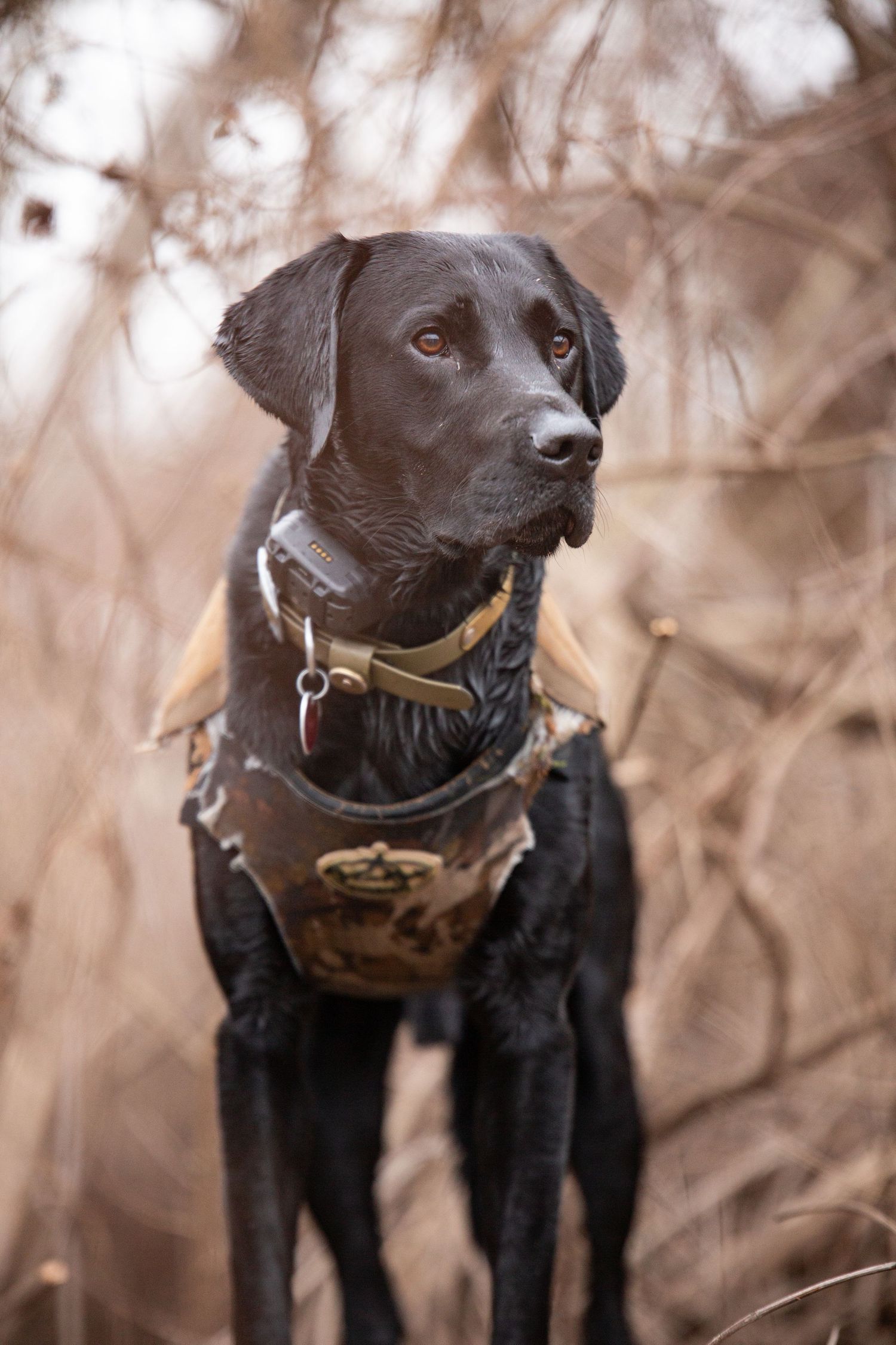 Black Labrador dog portraits showing different angles with brown collar in natural setting.
