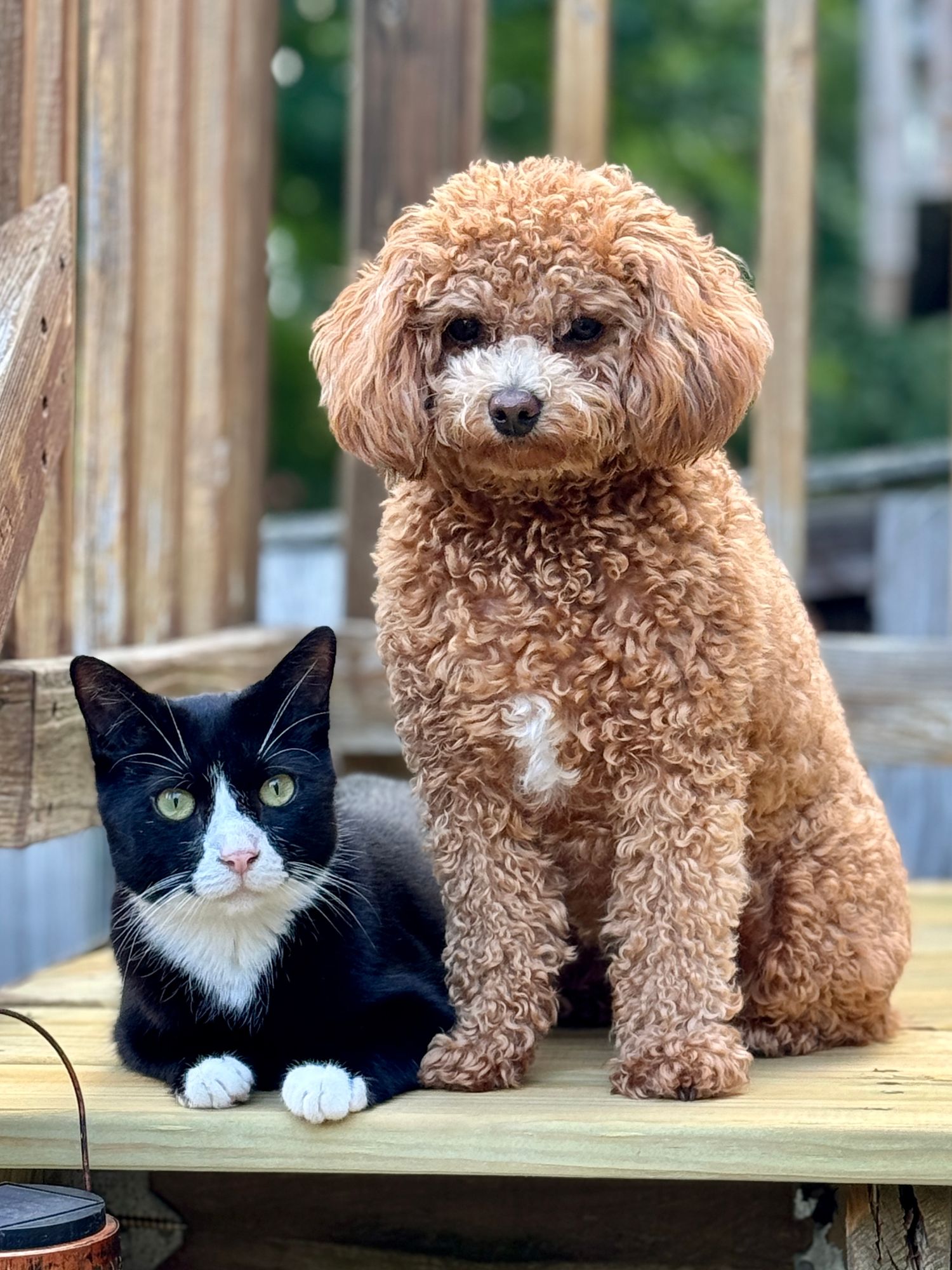 Virginia Pet Photographer