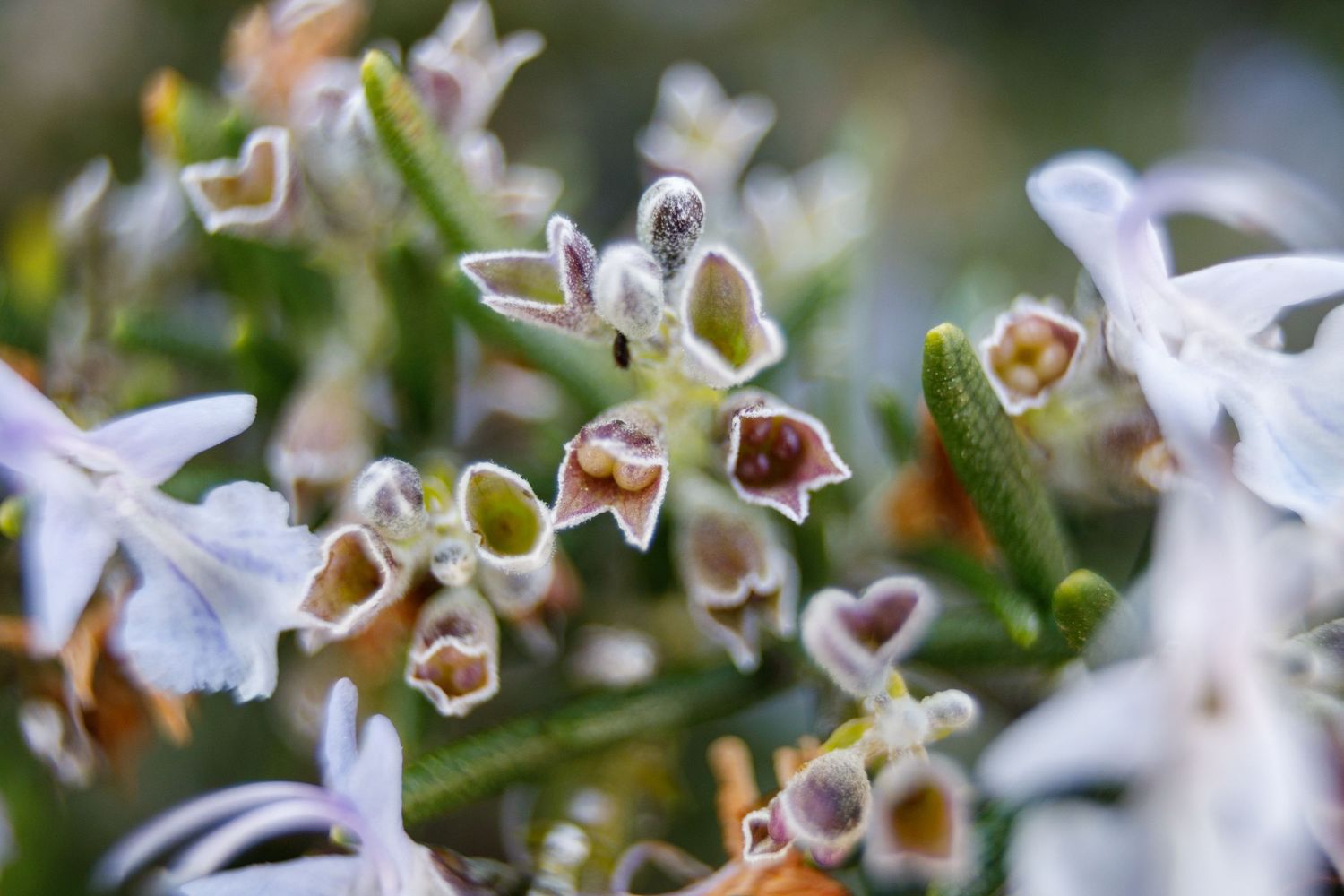 Delicate white frost crystals form intricate patterns on winter foliage in a chilly garden scene.