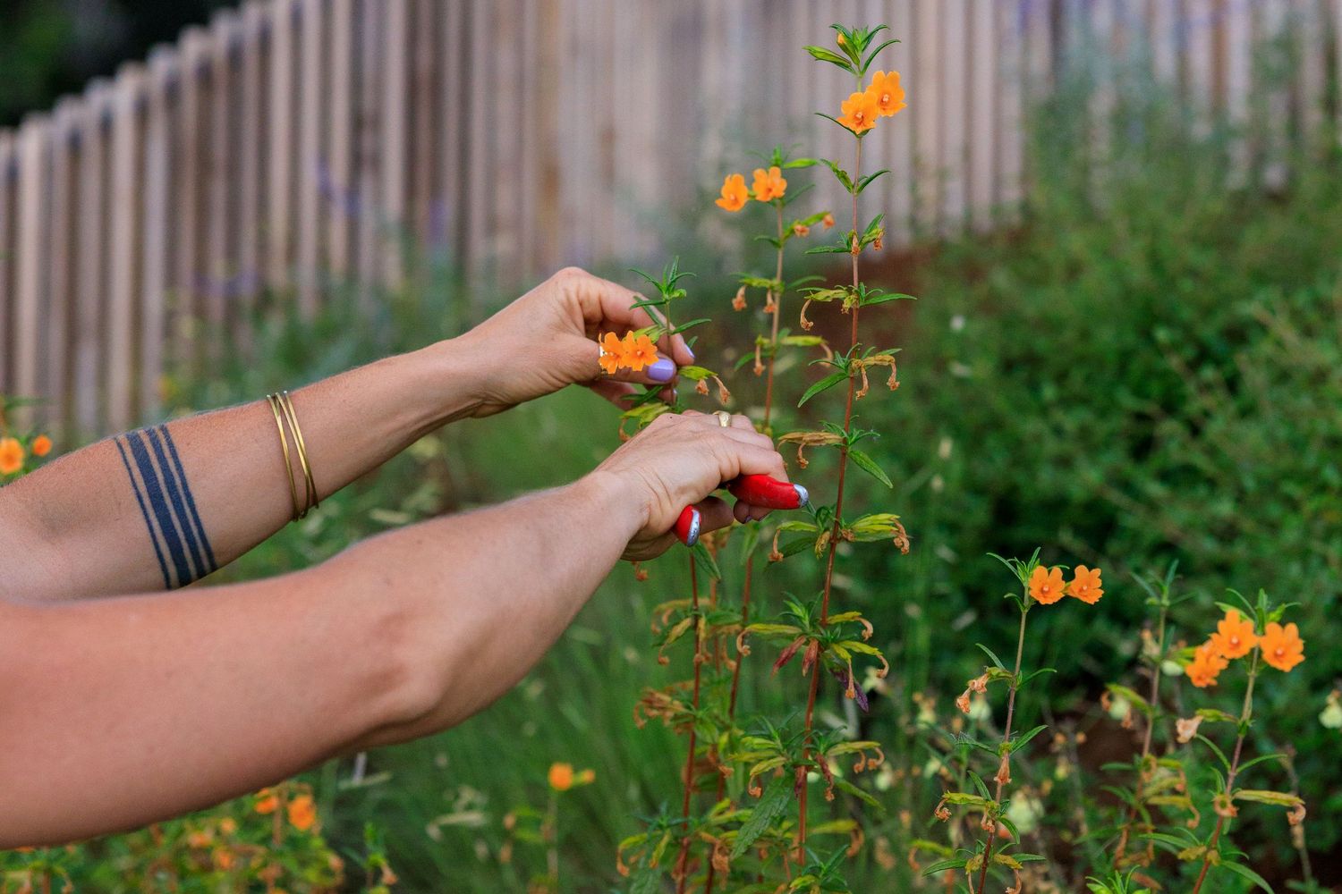 A hand reaches for orange flowers growing on a garden trellis in a backyard setting at dusk.