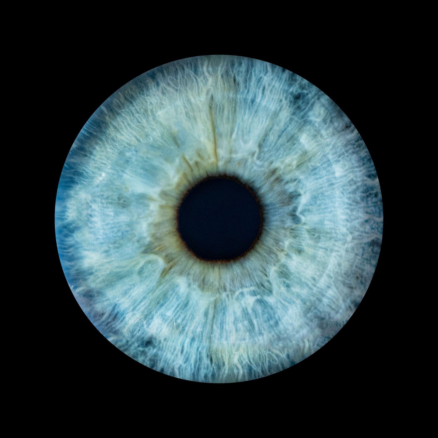 Extreme macro close-up of a striking blue human eye iris on a black background.
