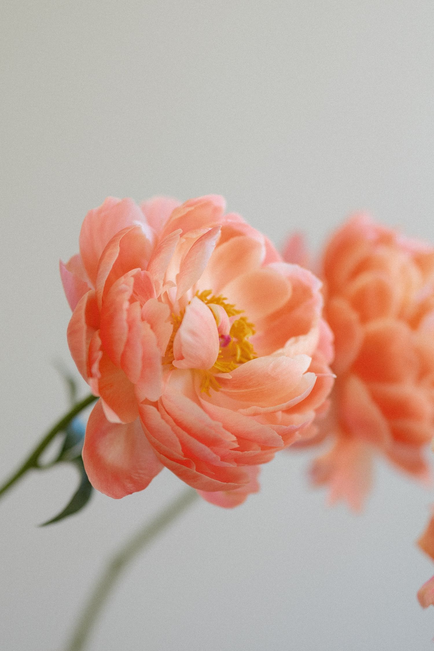Beautiful pink peony flower in full bloom against a soft white background.