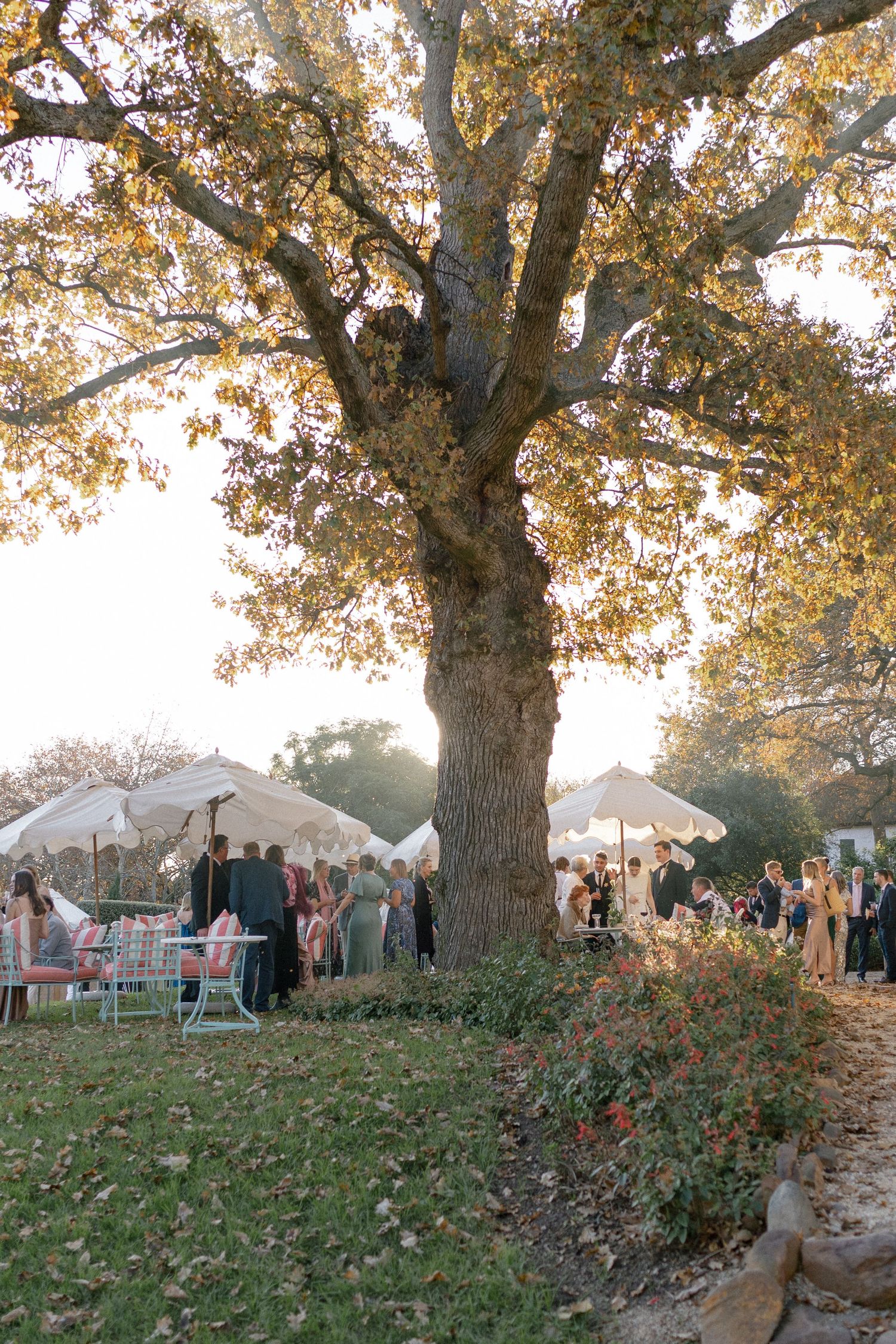 Wedding guests mingling under a large oak tree with white market umbrellas at an outdoor reception.