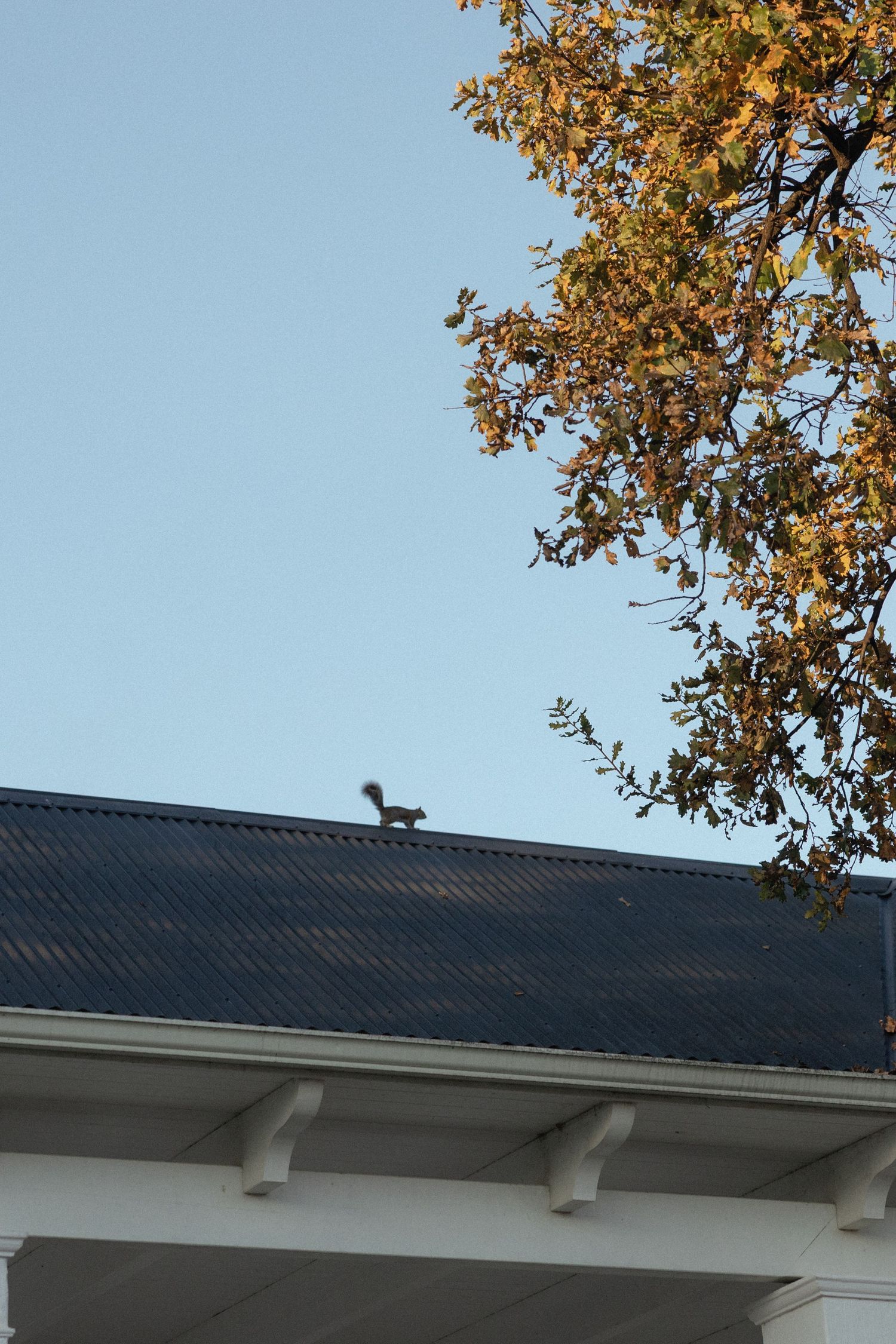 Squirrel silhouetted on rooftop of white colonial house beside autumn foliage against clear blue sky.