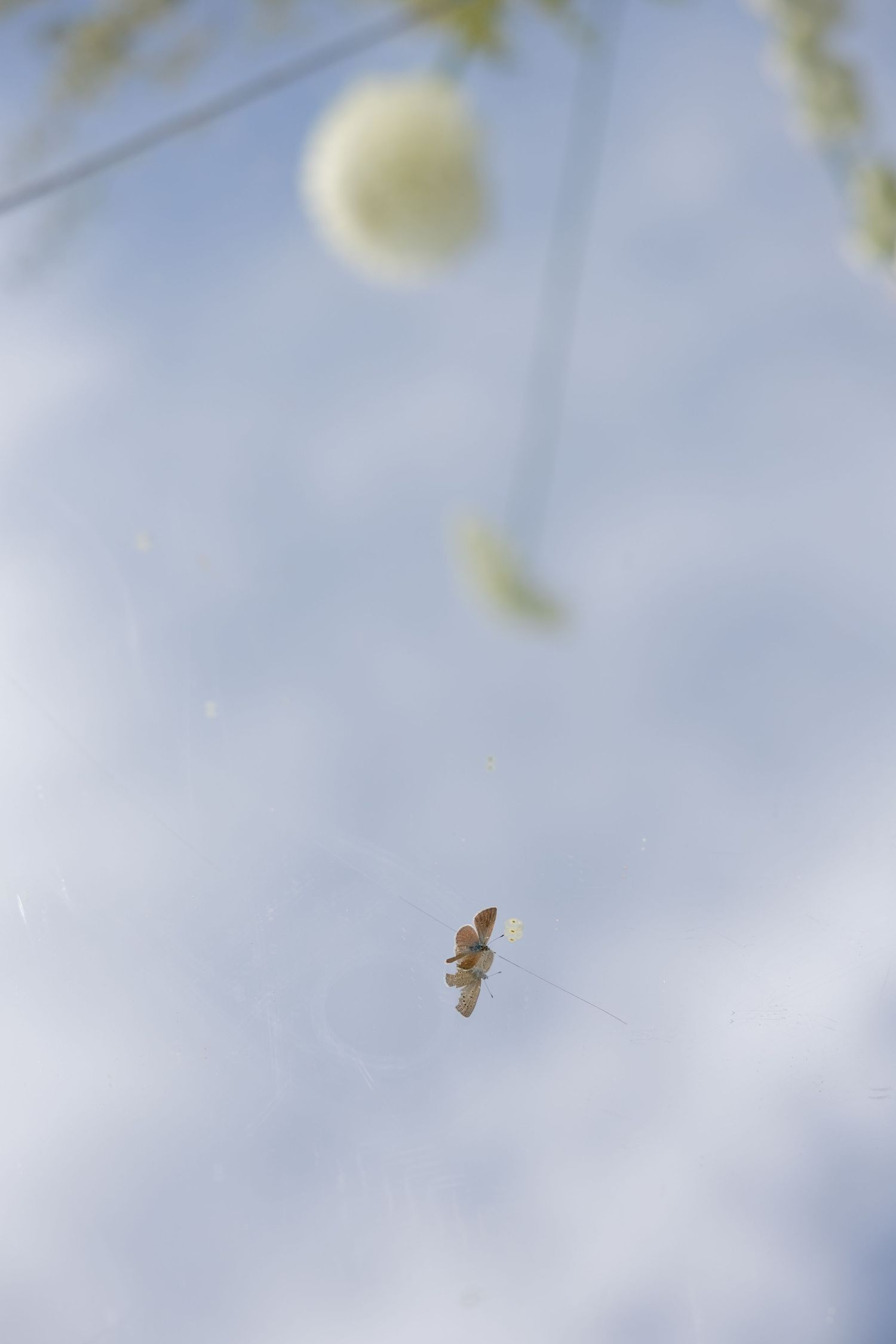 Delicate dried leaf caught in a spider web against a soft blue sky with bokeh flowers.