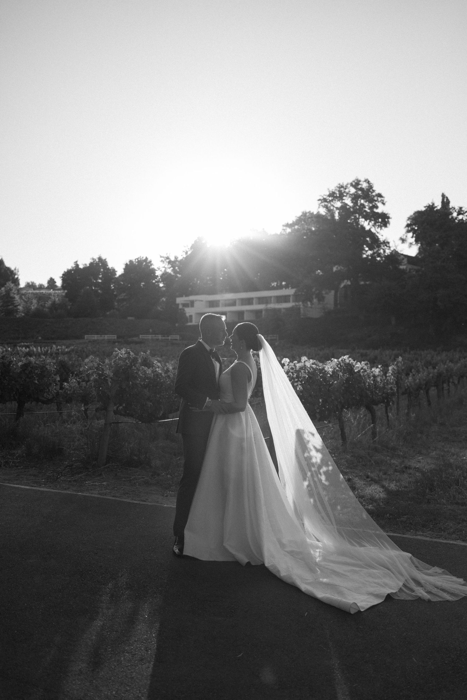 Black and white photo of a bride and groom kissing at sunset in a vineyard, with her veil flowing in the breeze.
