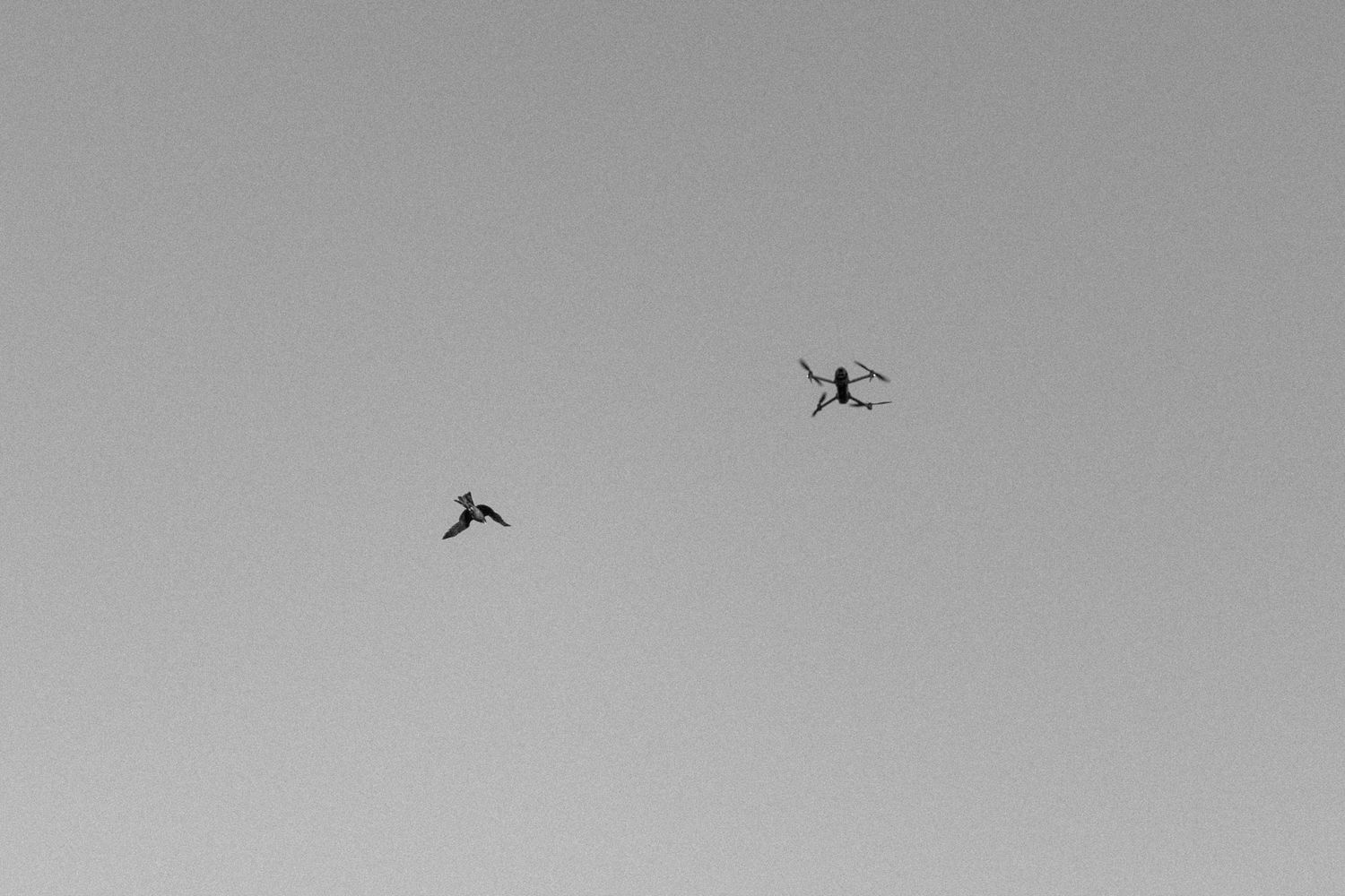 Two birds flying in a gray overcast sky captured in black and white photography.