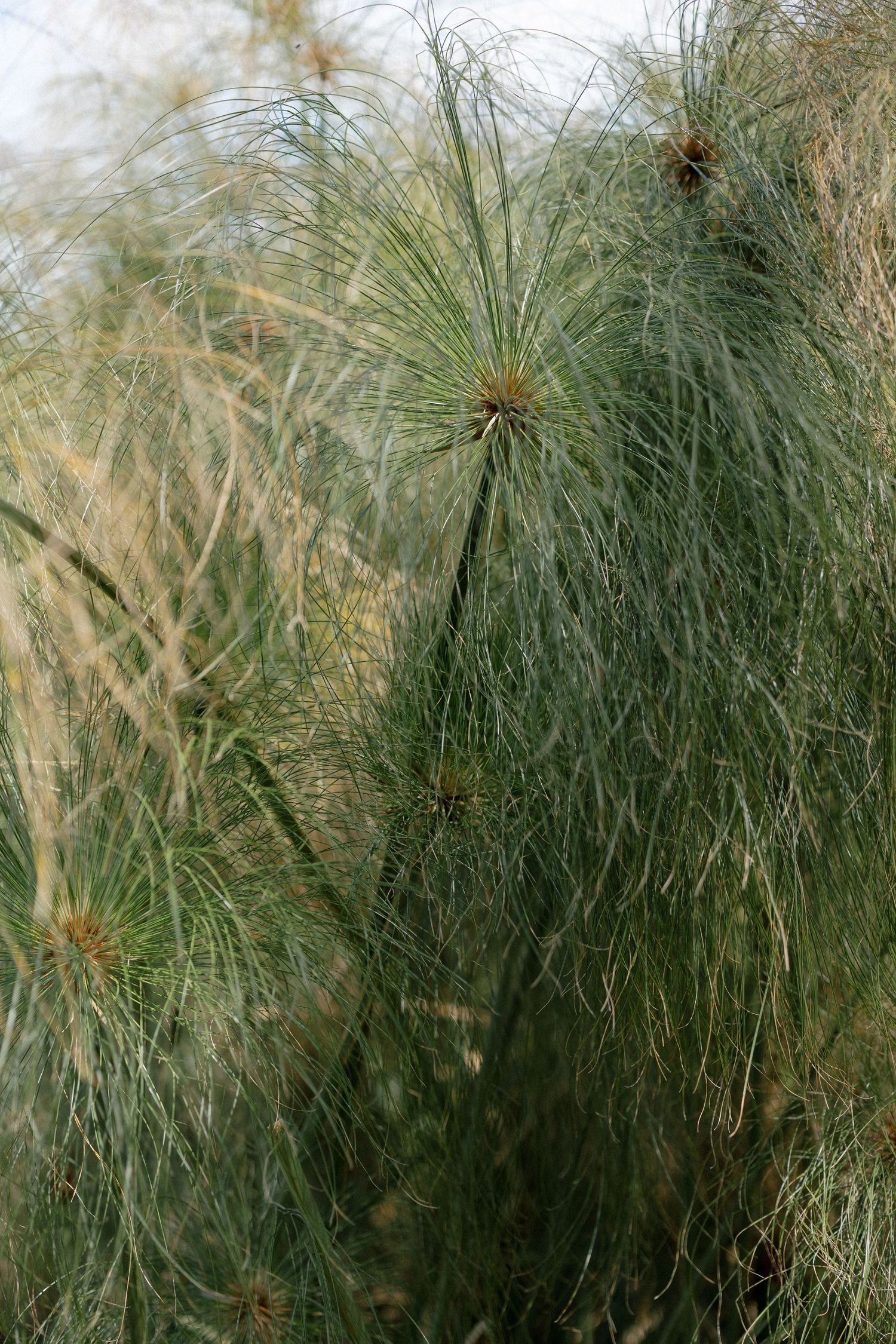 Close-up of lush green papyrus plants with feathery fronds and delicate seed heads in natural outdoor setting.
