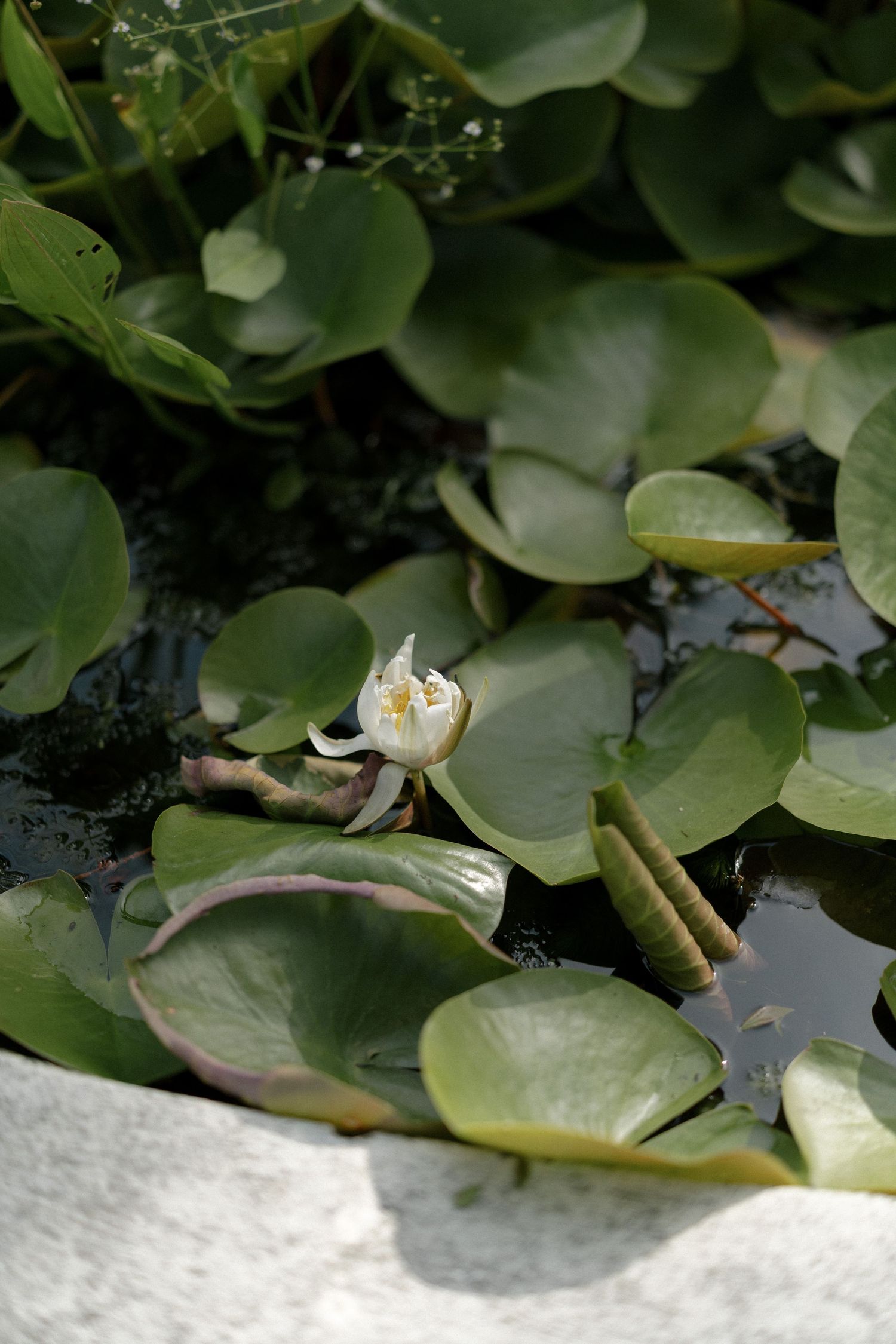 Single white water lily flower blooming among green lily pads in a decorative garden pond.