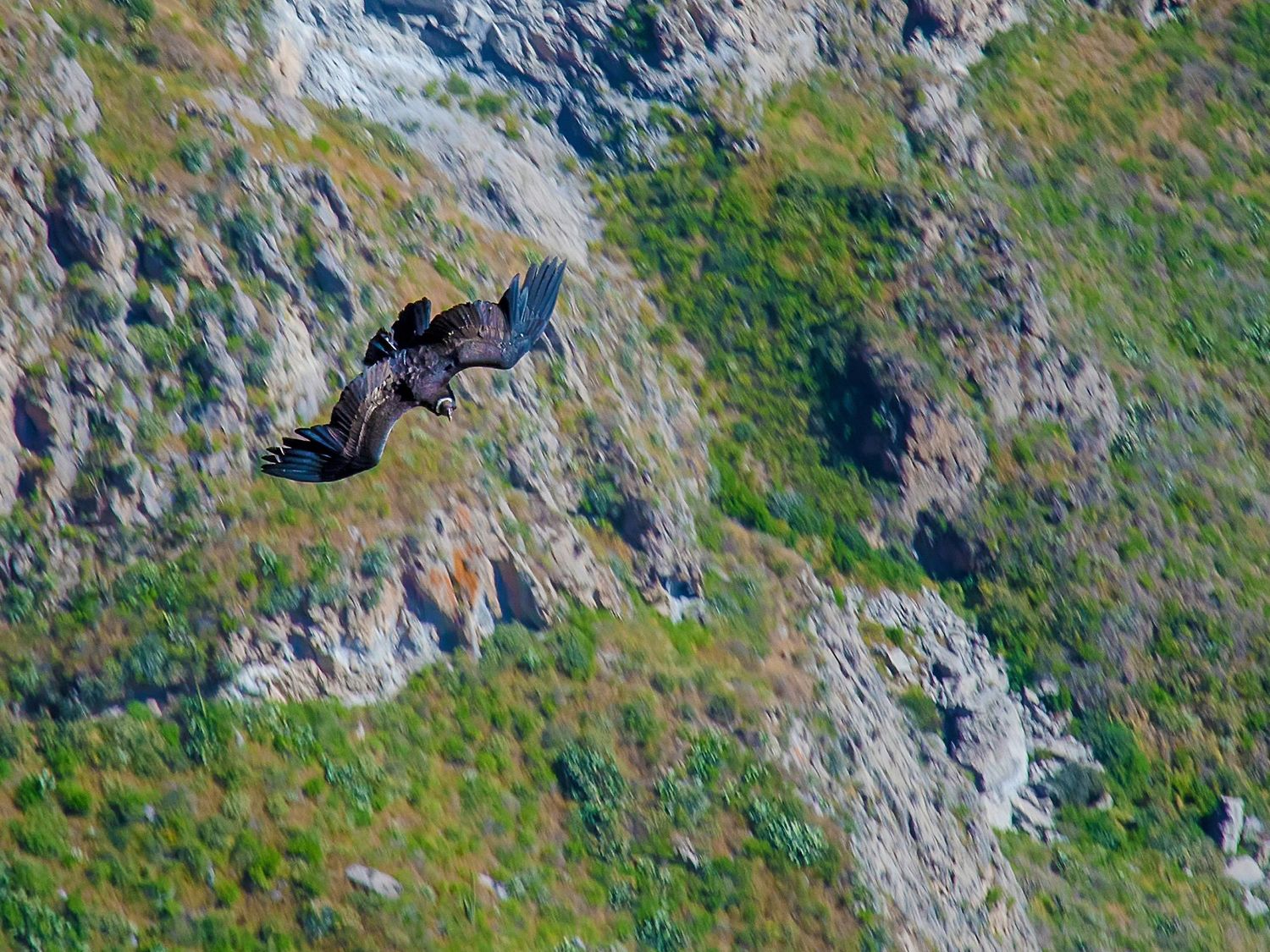 el vuelo del condor