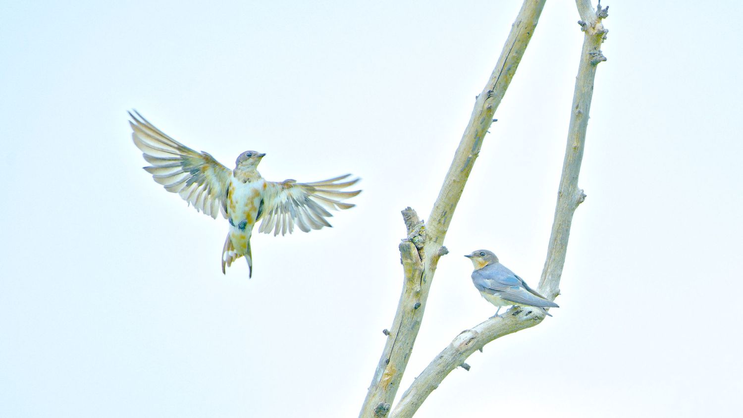 Fine art bird
