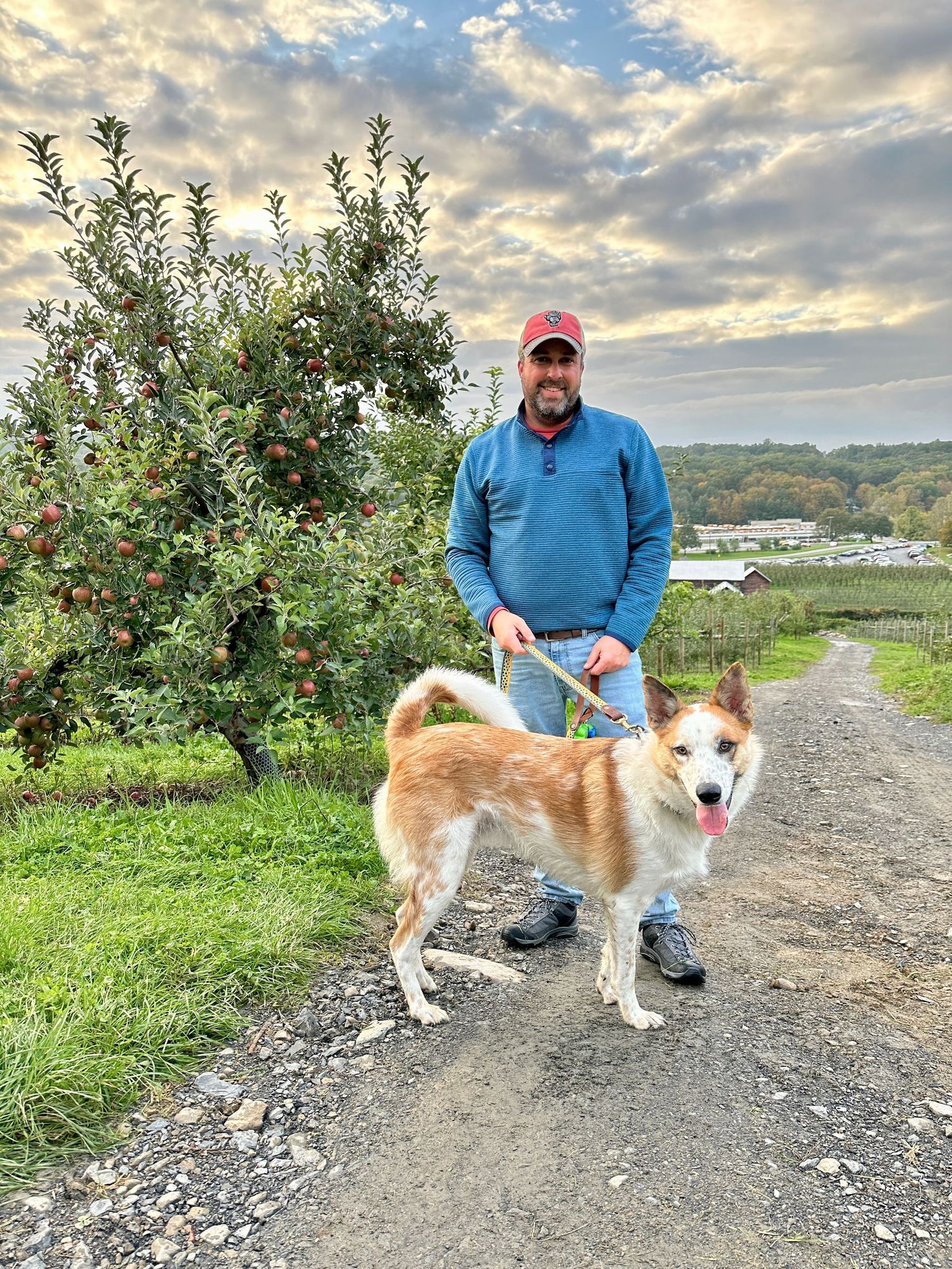 Man in blue sweater and red cap walking dog on leash through apple orchard path.