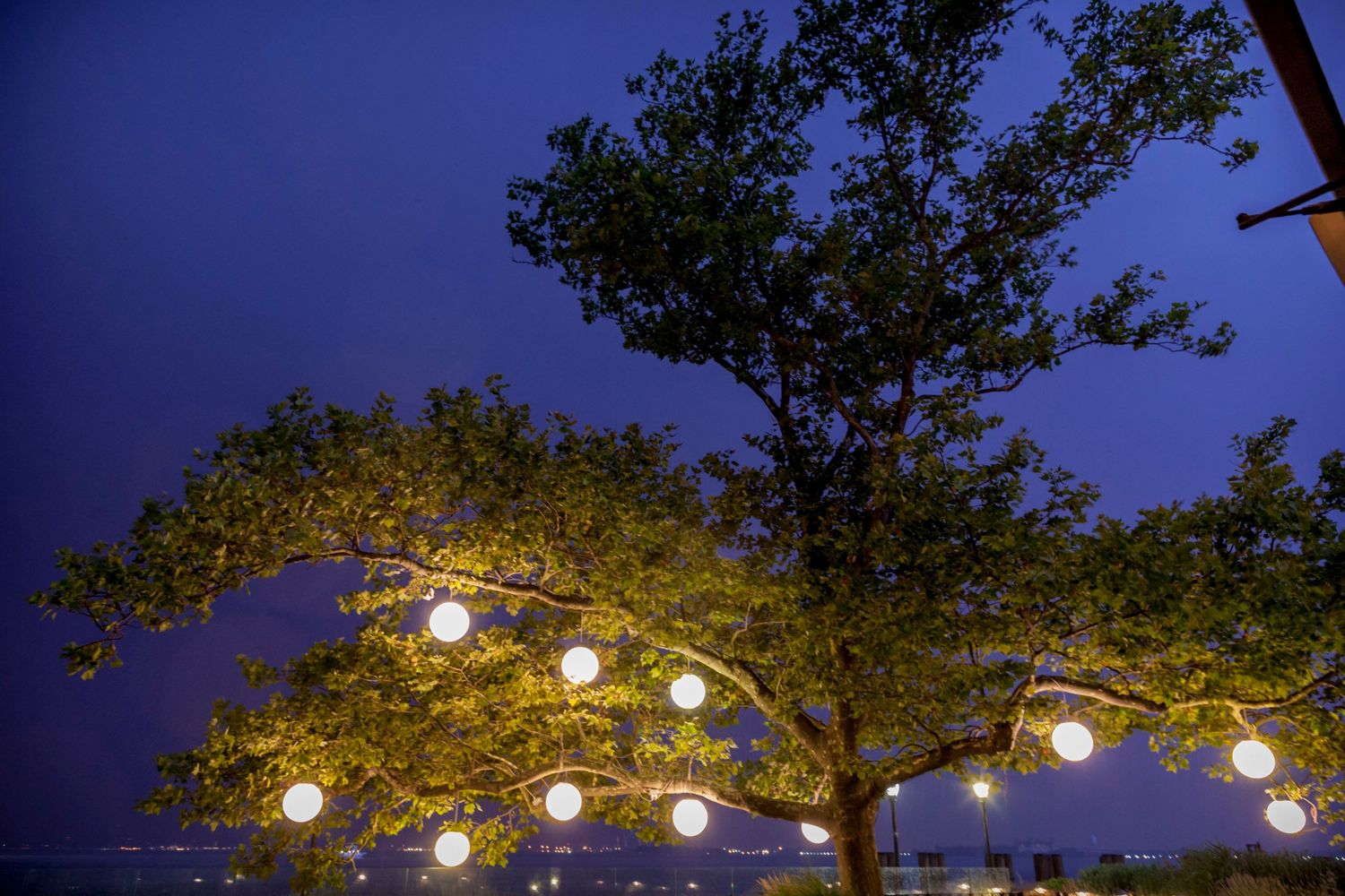 Tree decorated with white globe lights glowing against a twilight blue sky.