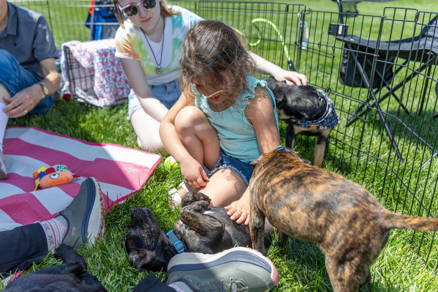 Young girl petting brindle dog at outdoor pet adoption event on sunny day with people relaxing on grass.
