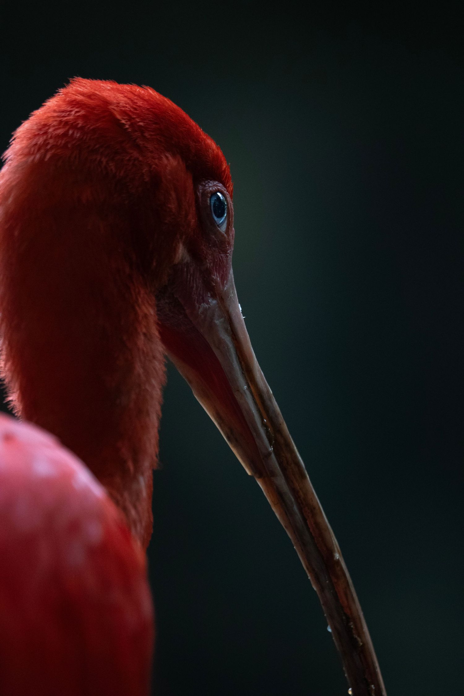 Bright red zoo bird