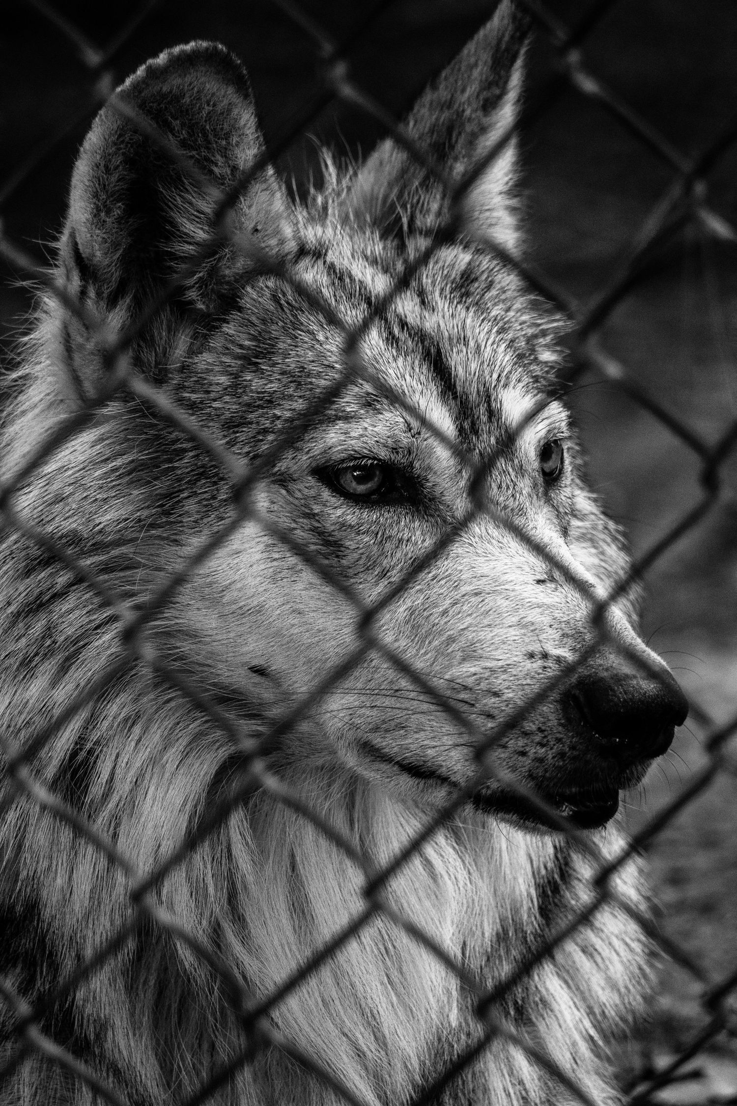 Wolf behind fence