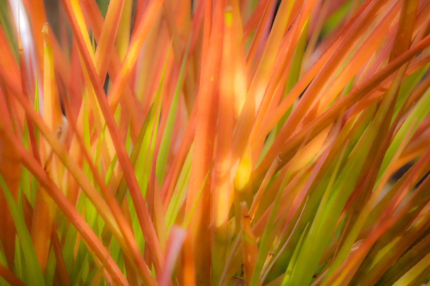 Soft orange and green plant