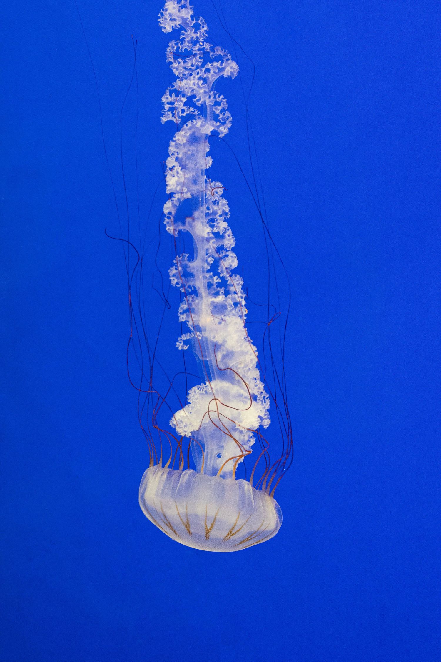 Jelly fish
