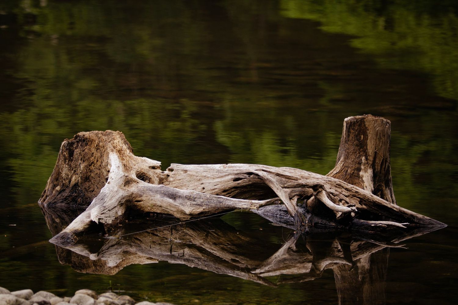 Tree stump in water
