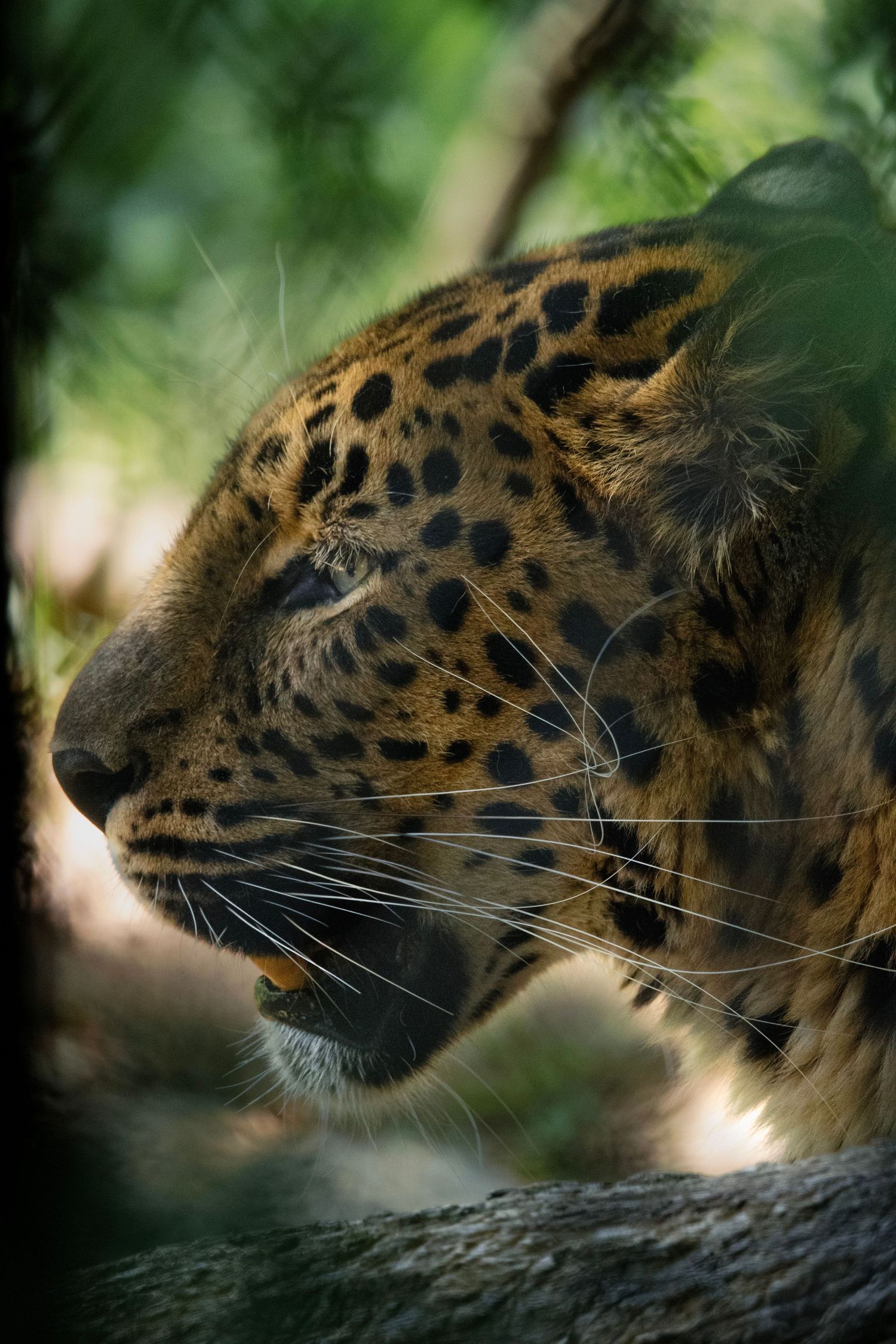 Leopard through the fence